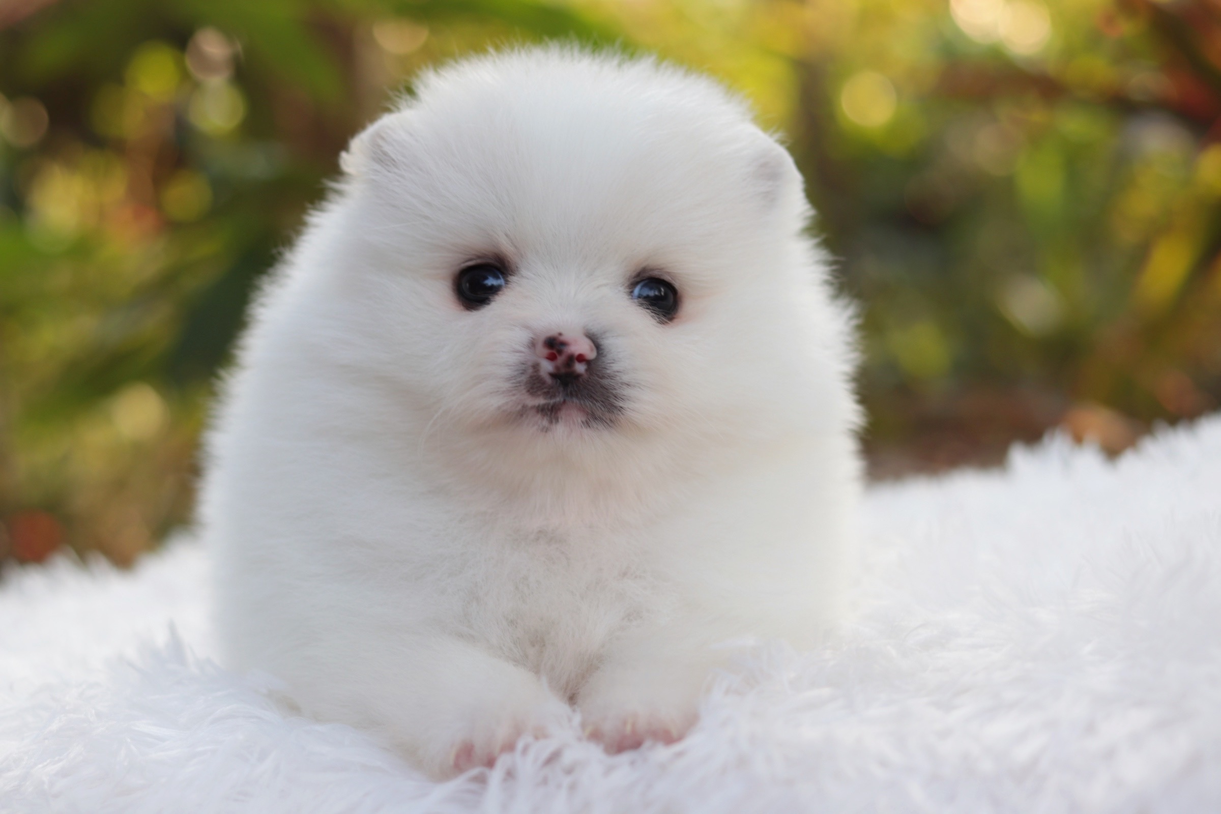 ปอมเมอเรเนียน เพศผู้ สีขาวครีม