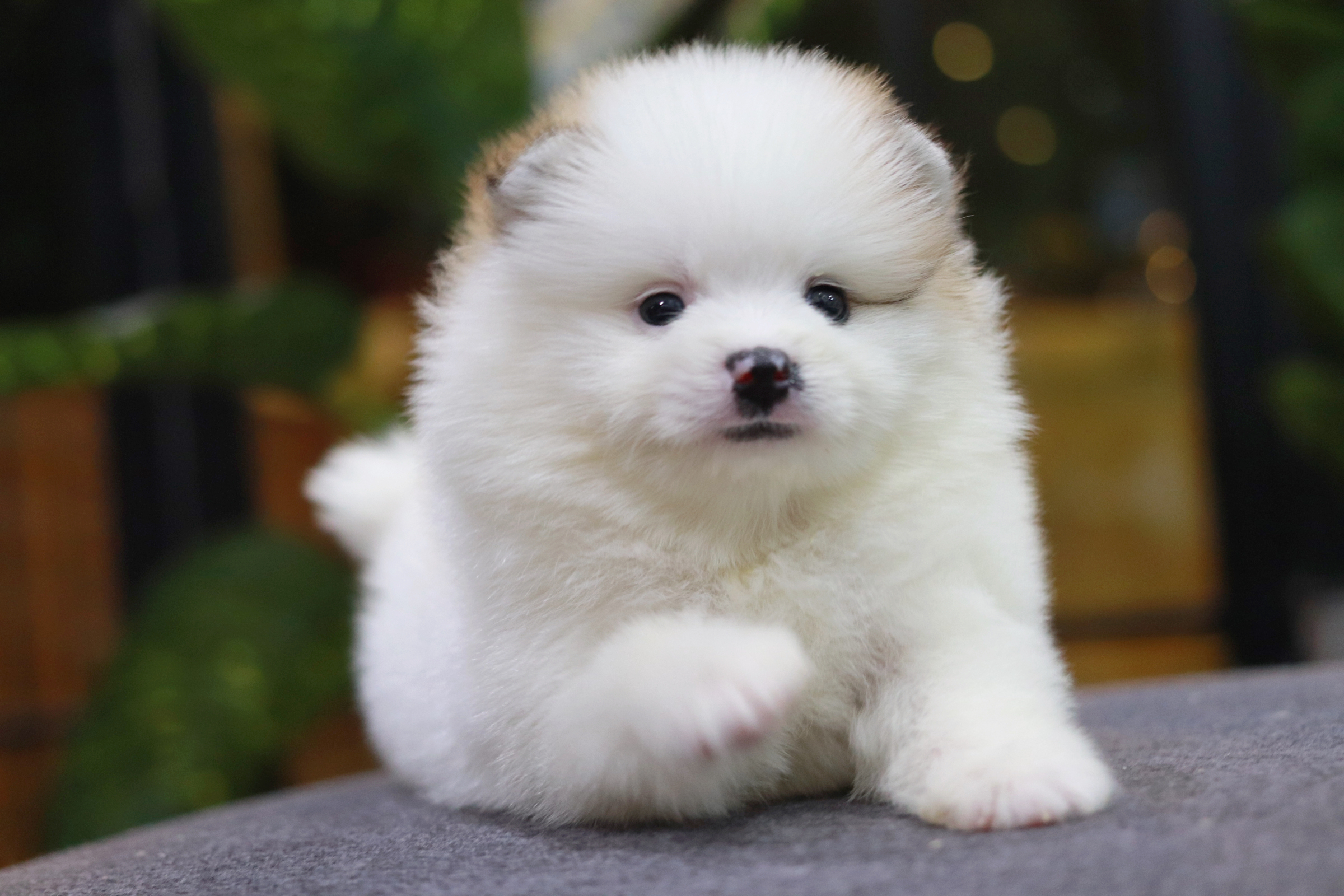 ปอมเมอเรเนียน เพศผู้ หน้าฟ็อก