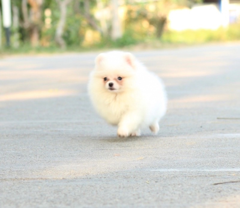 ปอมเมอเรเนียน เพศเมียขาวครีม