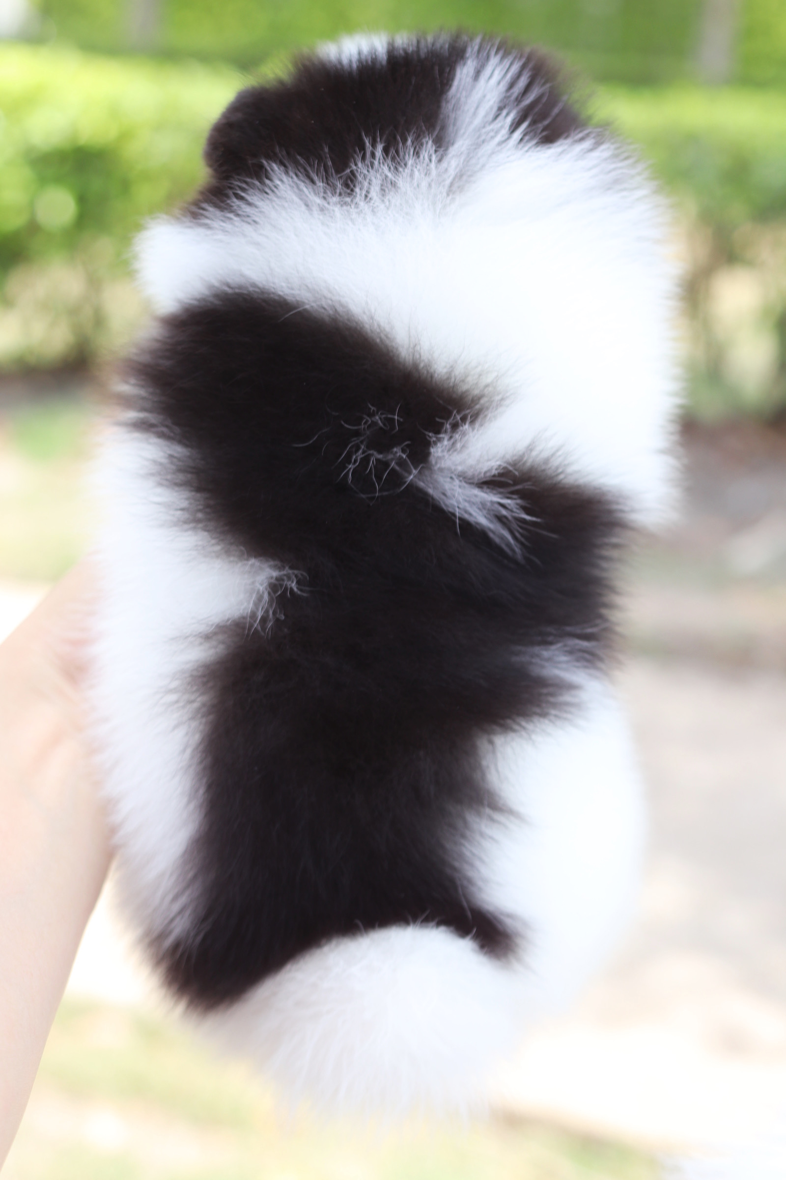 ปอมเมอเรเนียน เพศผู้ แฟนซี