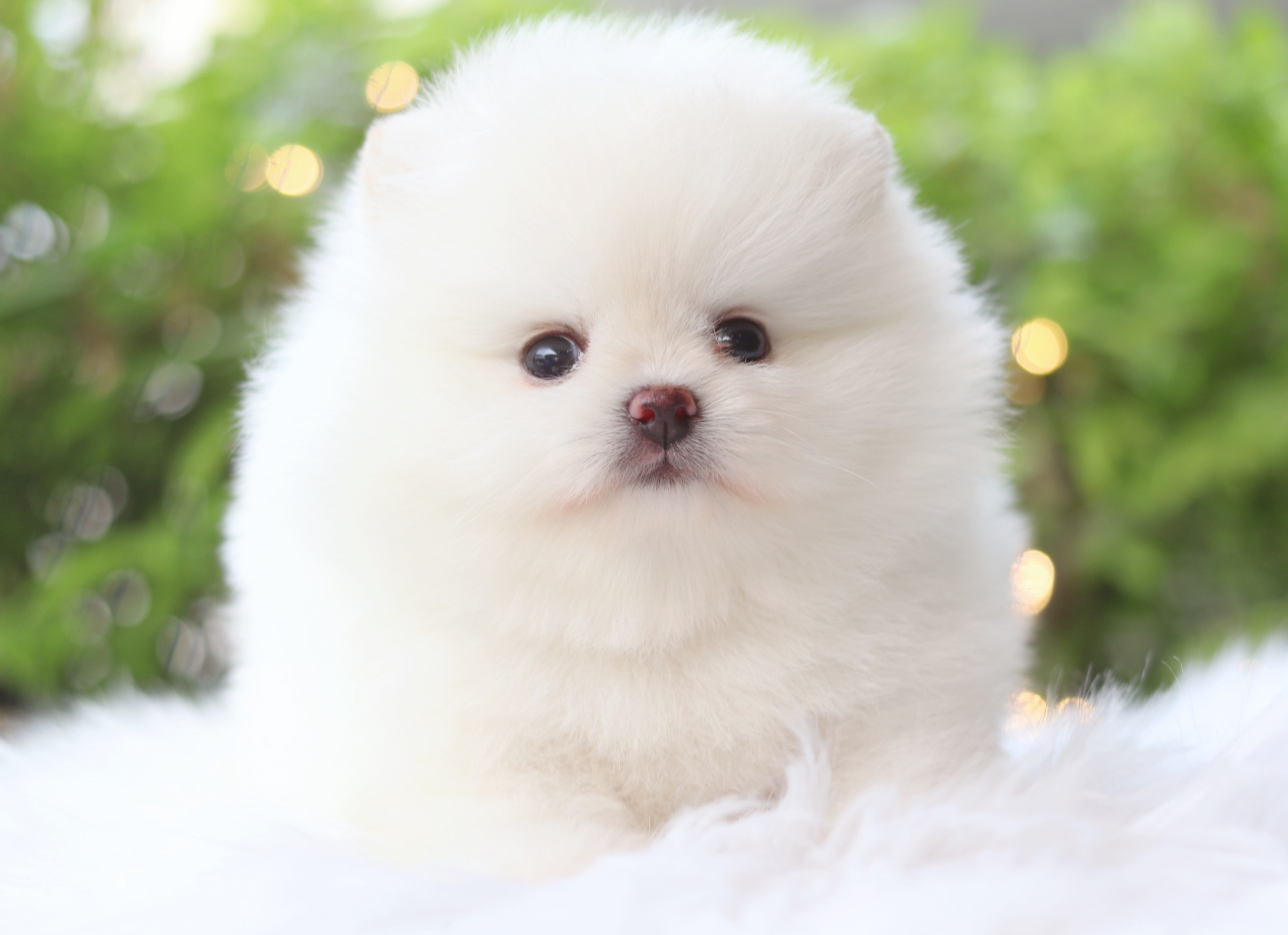 ปอมเมอเรเนียน เพศเมียสีขาวครีม เกรดโชว์