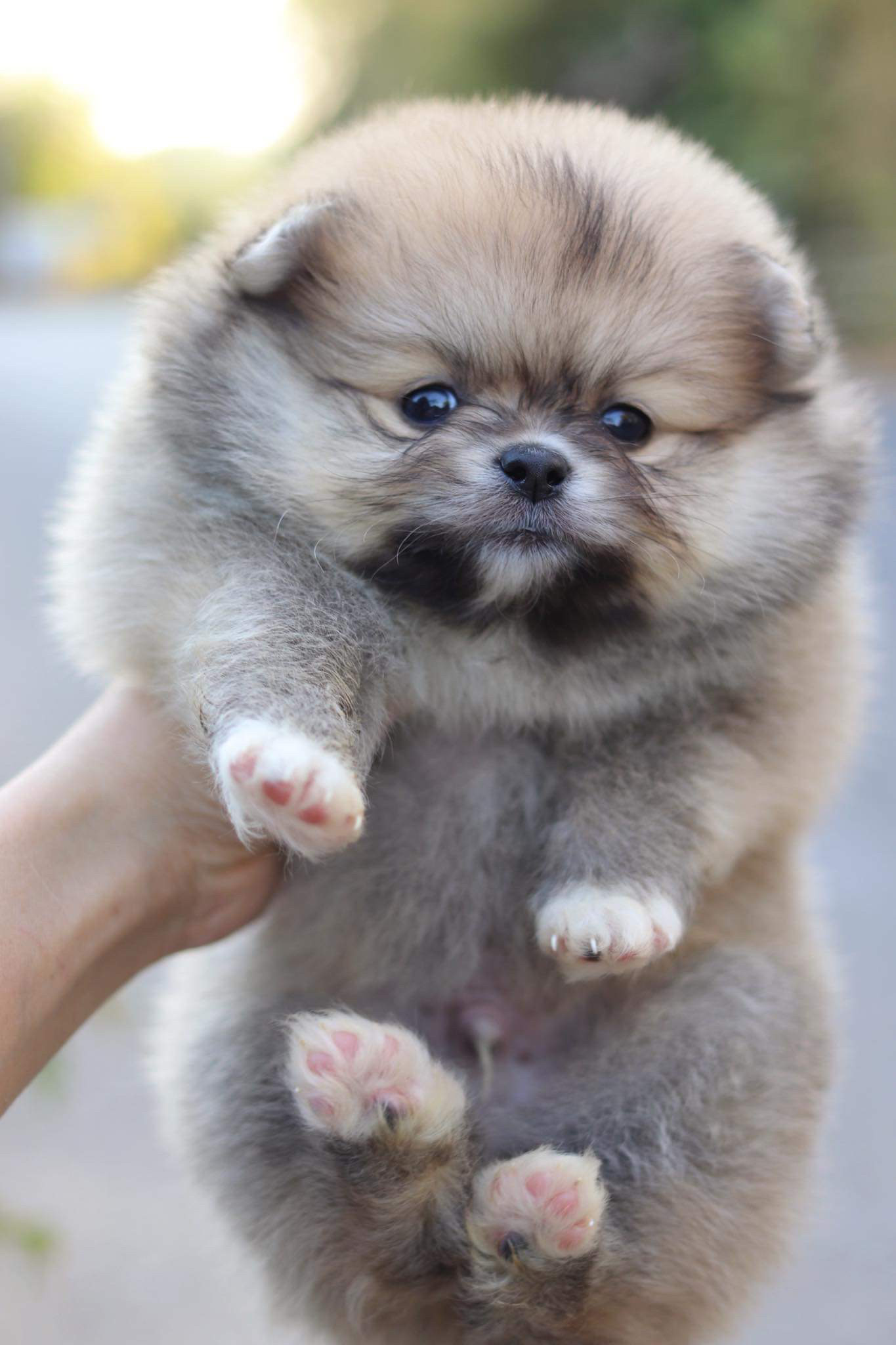 ปอมเมอเรเนียน เพศผู้