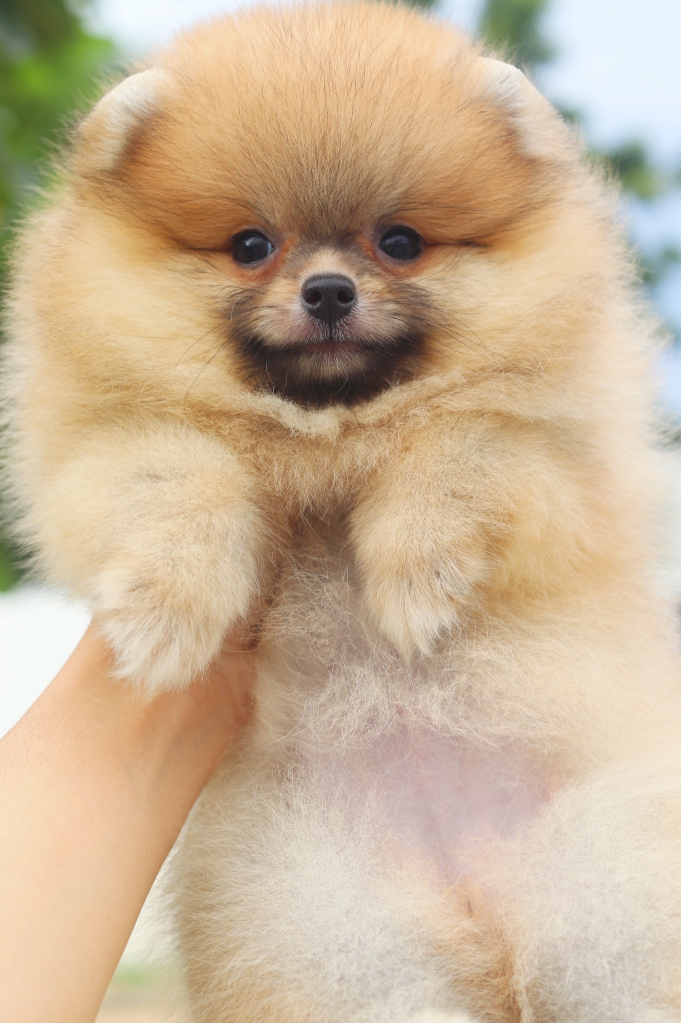 ปอมเมอเรเนียน เพศเมียสีส้ม