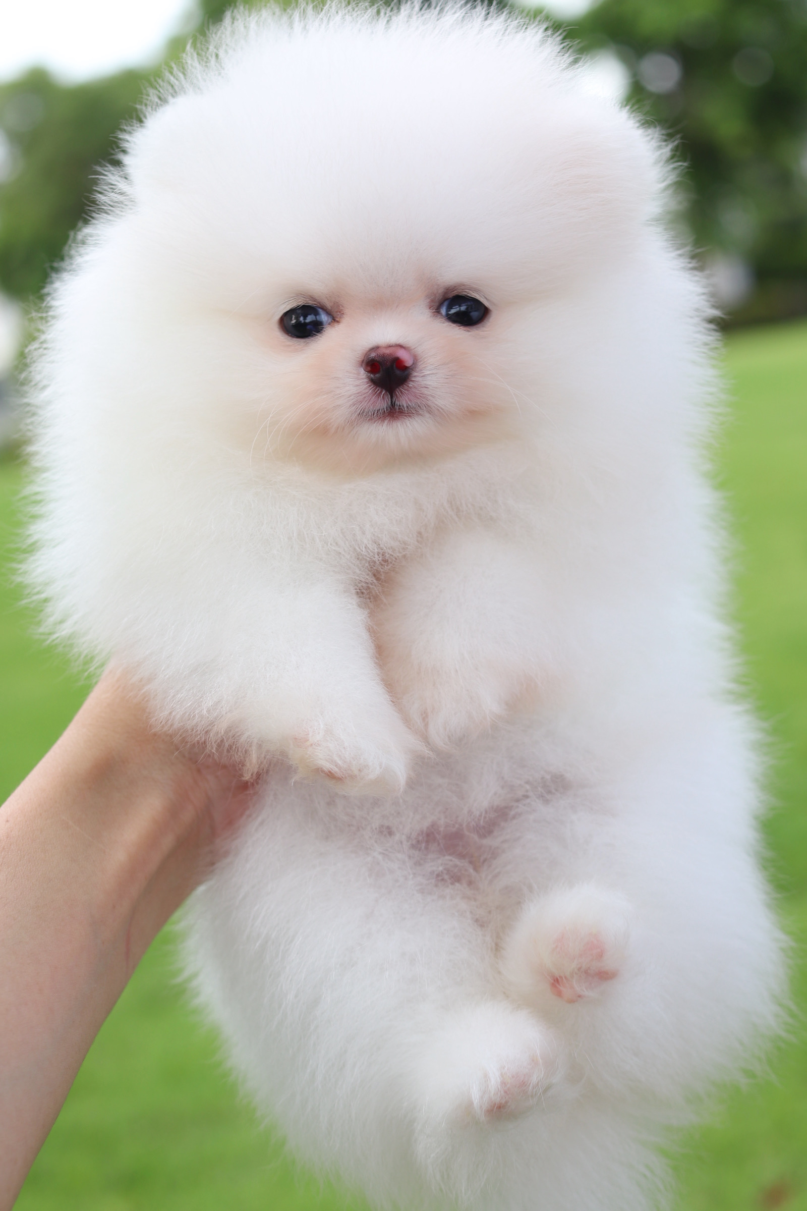 ปอมเมอเรเนียน เพศเมียสีขาวครีม เกรดโขว์