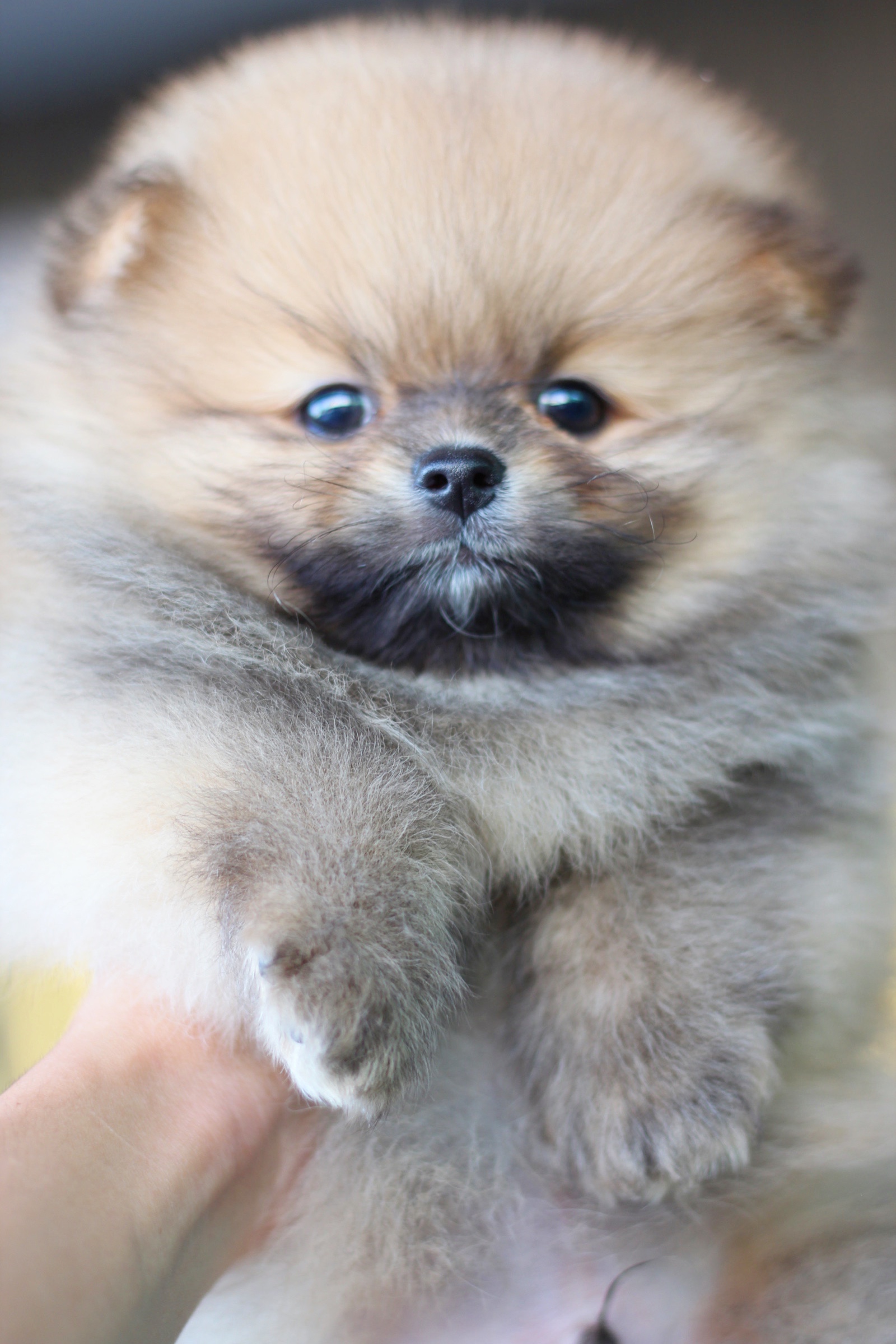 ปอมเมอเรเนียน เพศผู้ สีส้ม