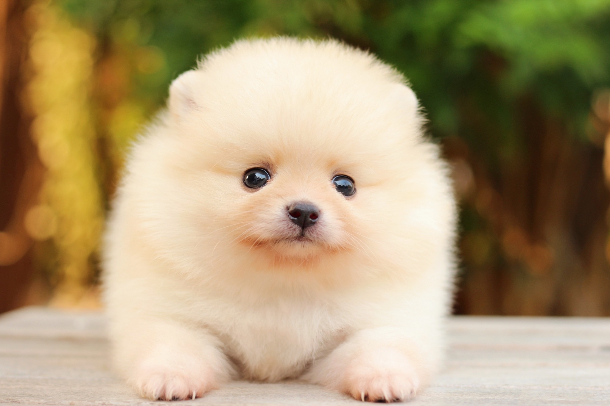 ปอมเมอเรเนียน เพศผู้ครีม