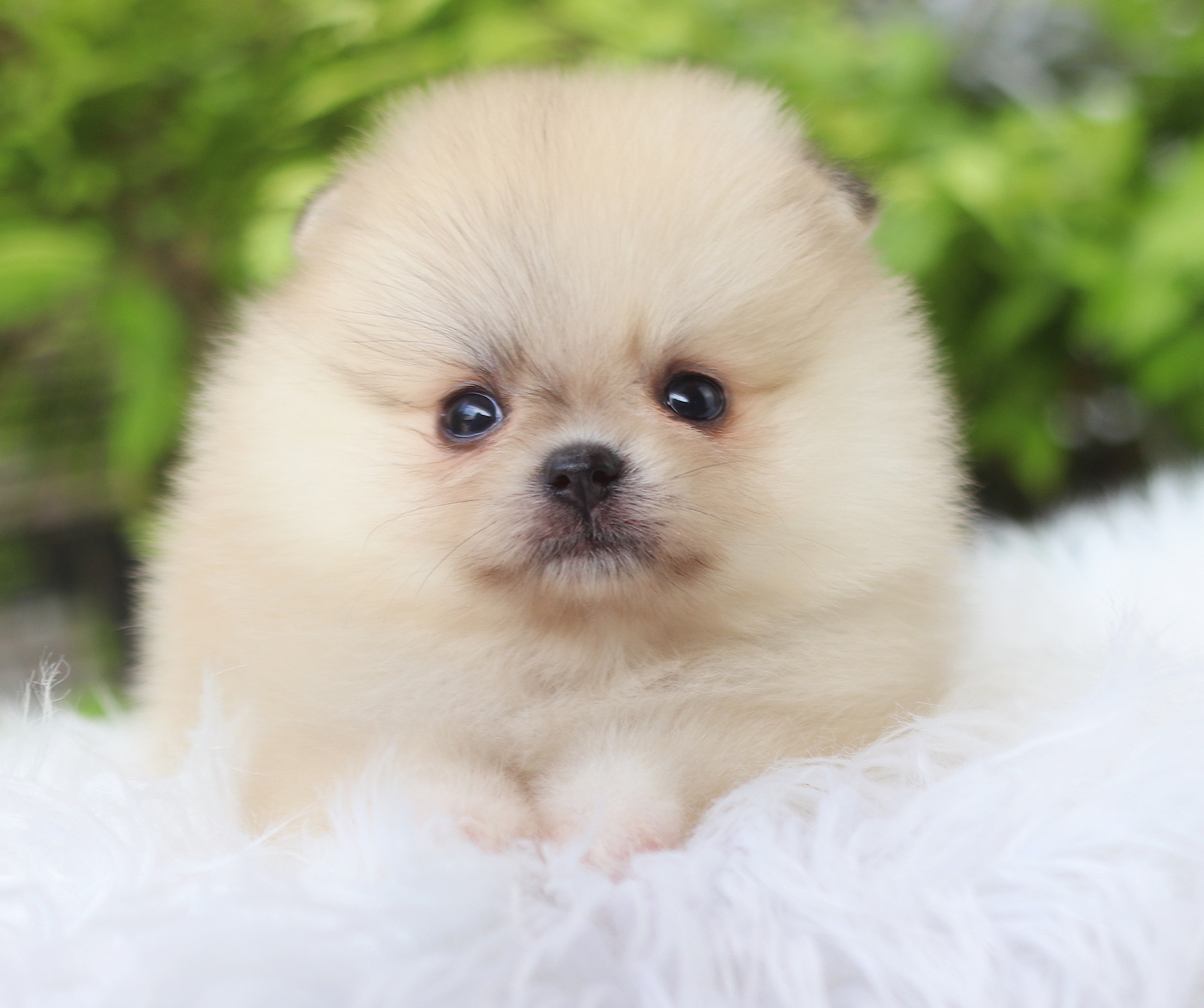 ปอมเมอเรเนียน เพศเมียสีส้ม