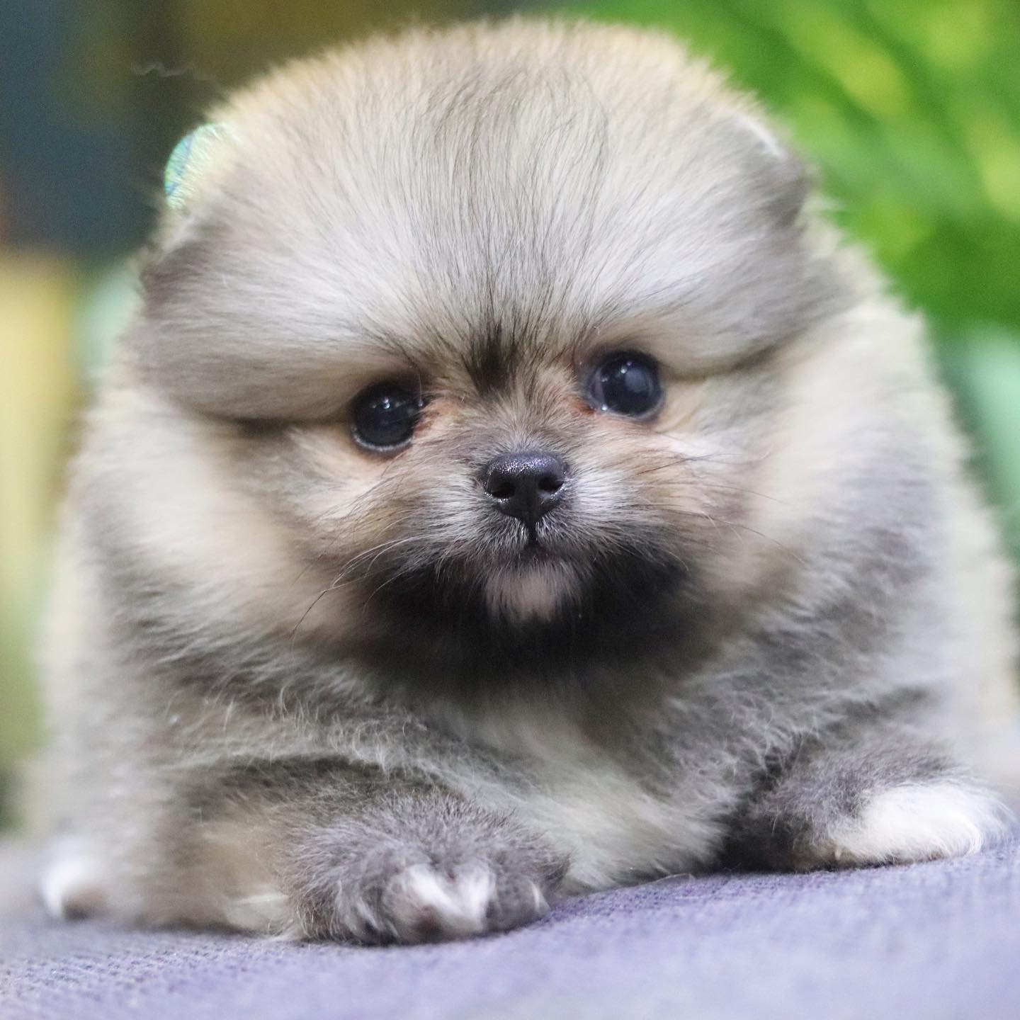 ปอมเมอเรเนียน เพศเมียสีส้ม เกรดโชว์