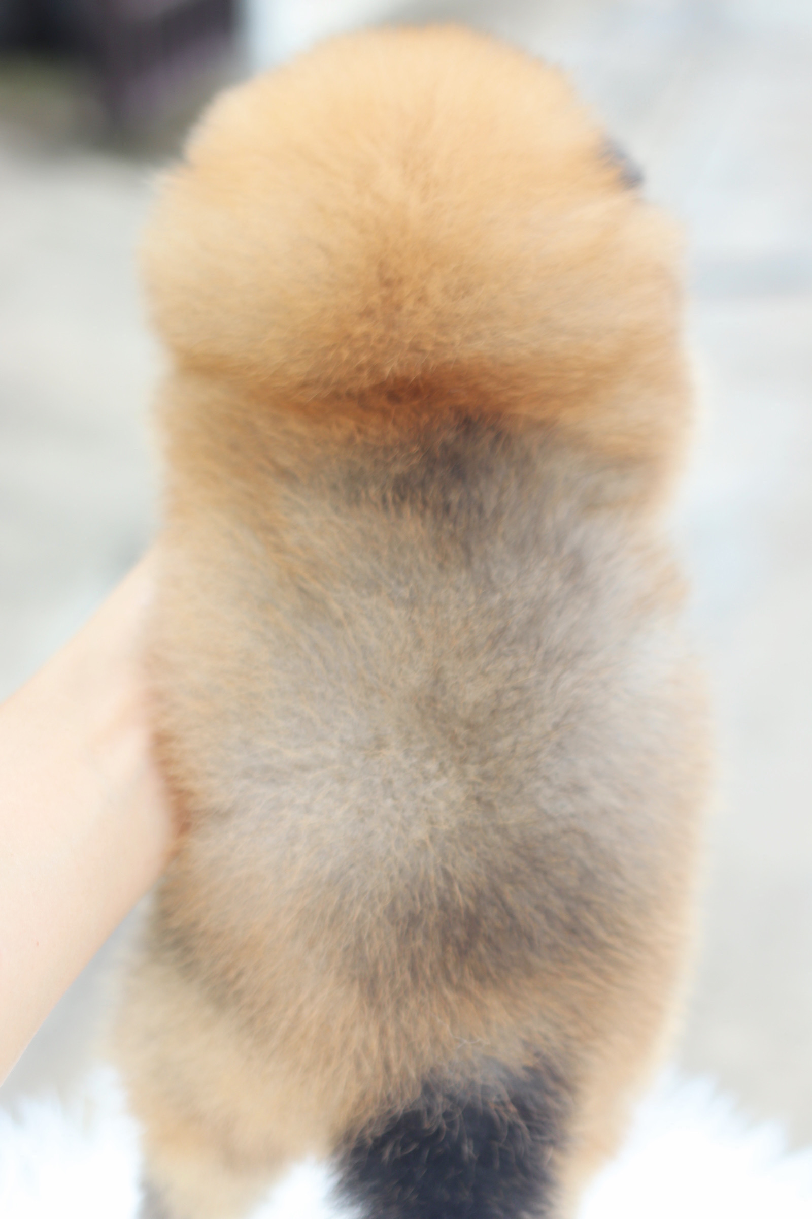 ปอมเมอเรเนียน เพศผู้ สีส้ม