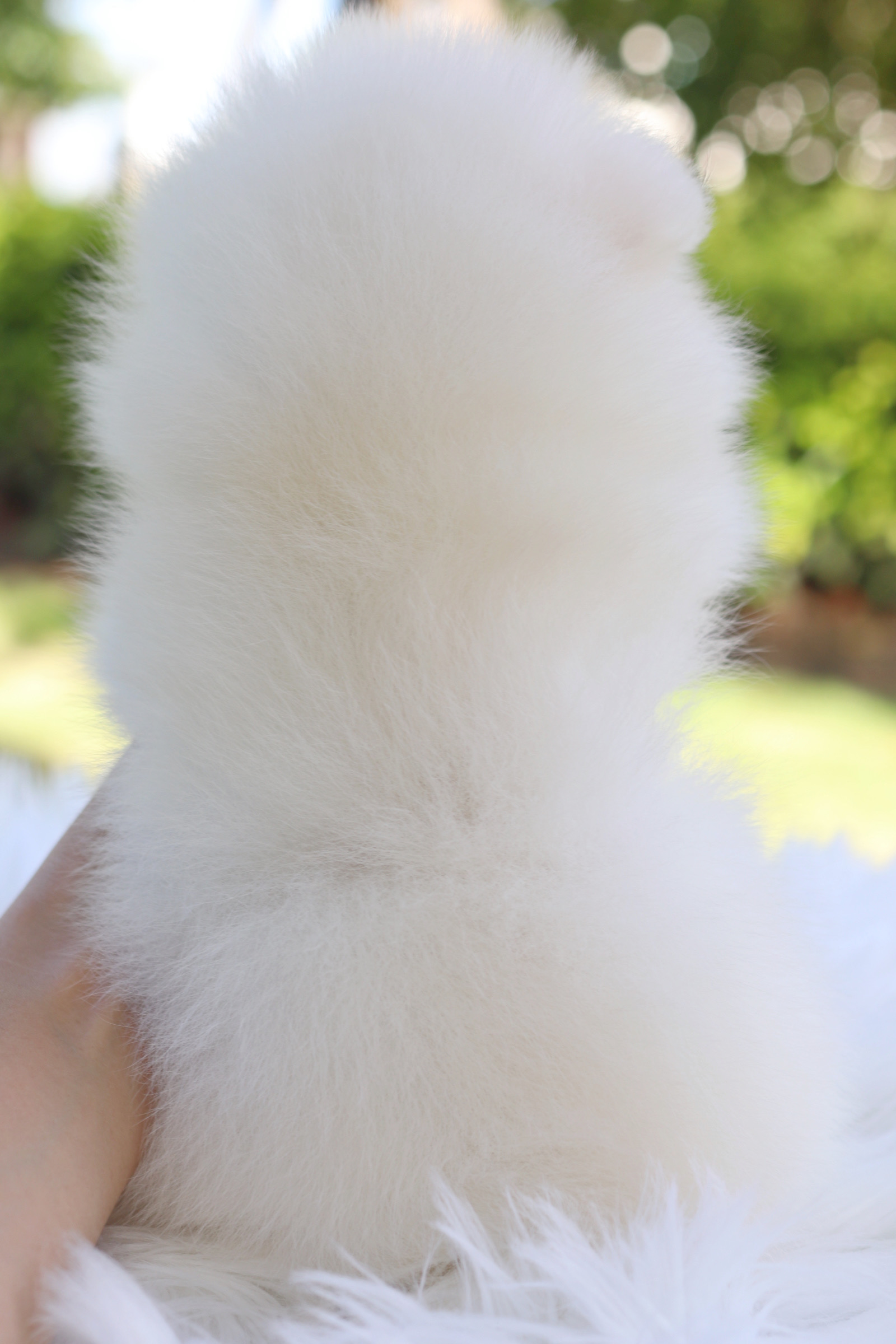 ปอมเมอเรเนียน เพศผู้สีขาวครีม