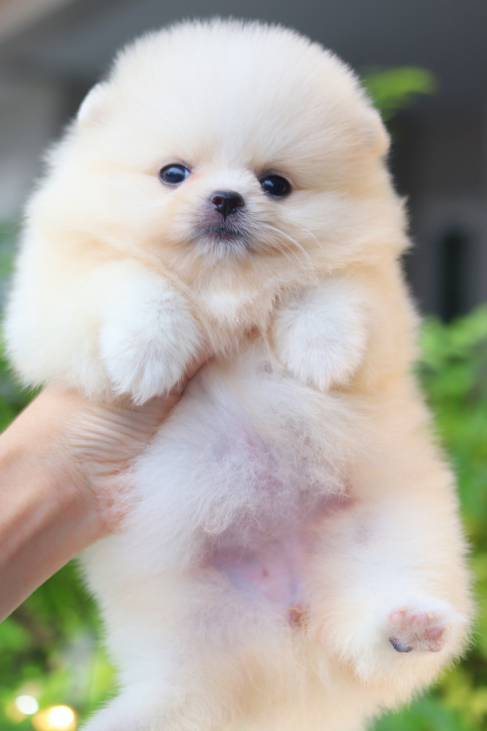 ปอมเมอเรเนียน เพศเมียสีขาวครีม เกรดโชว์