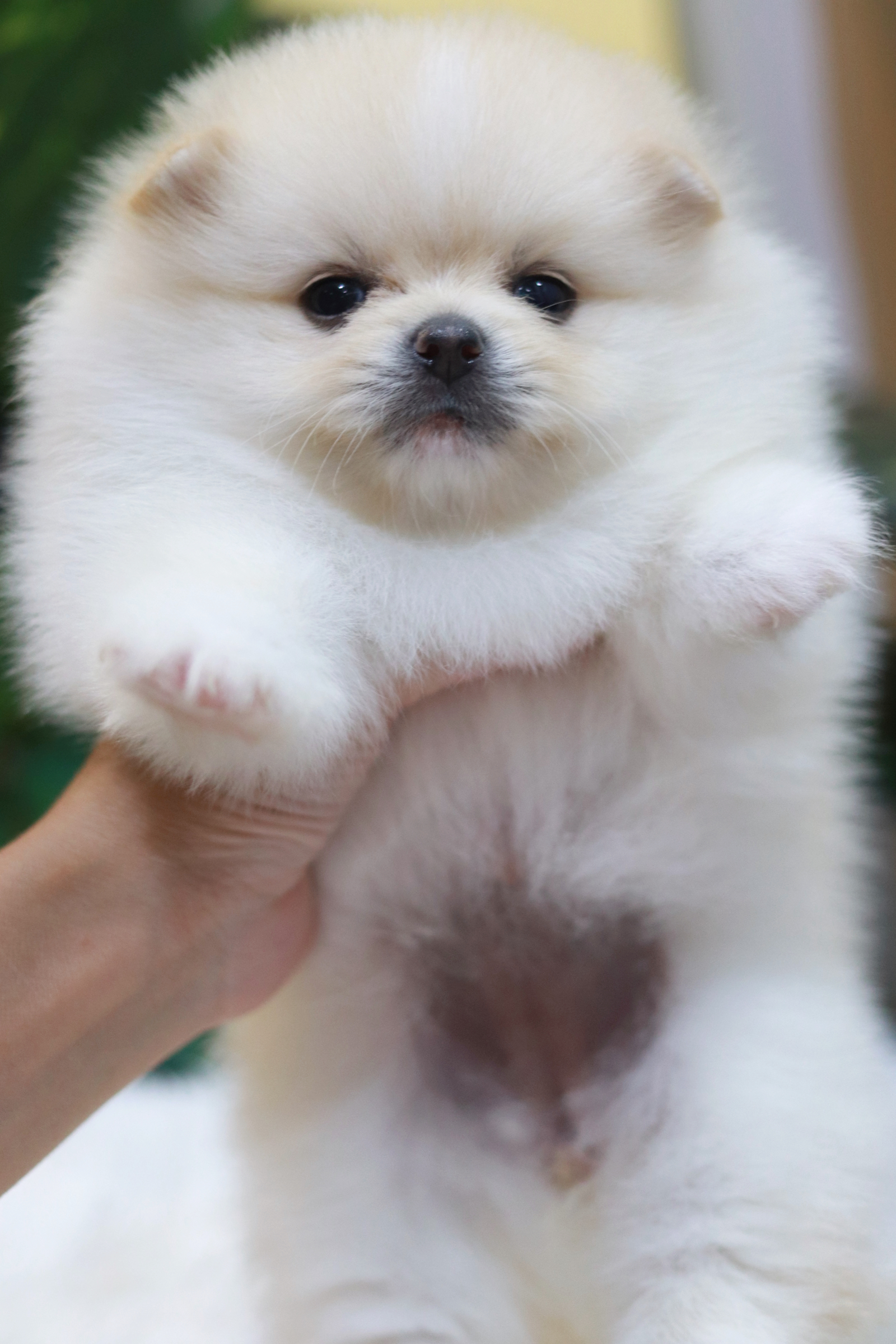 ปอมเมอเรเนียน เพศเมียขาวครีม หน้าฟ็อก