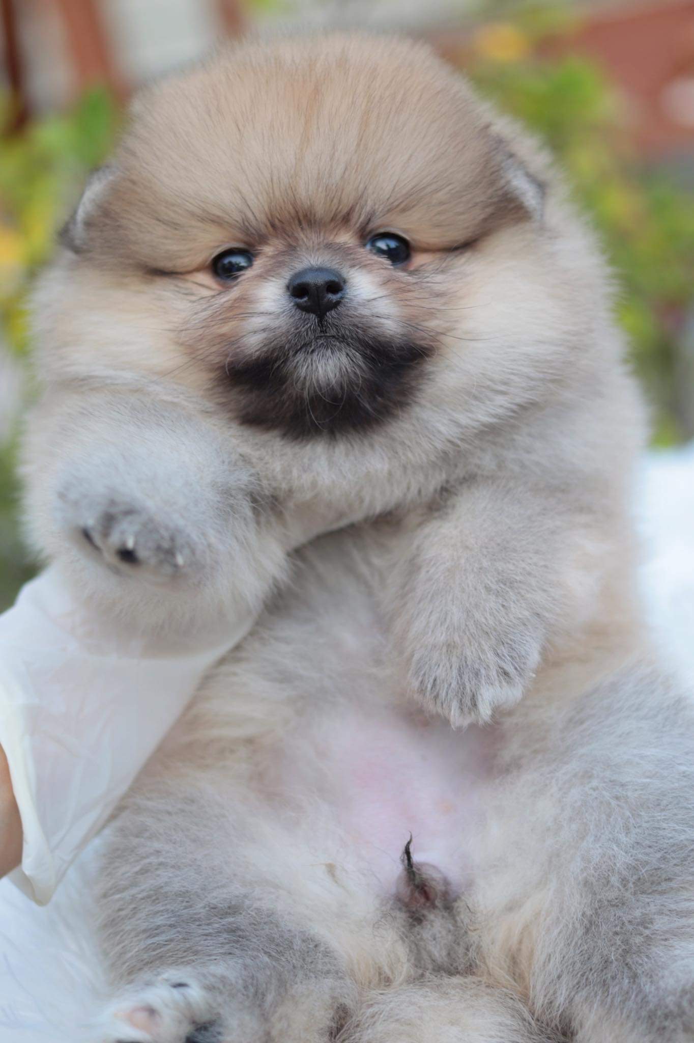 ปอมเมอเรเนียน เพศเมีย สีส้ม