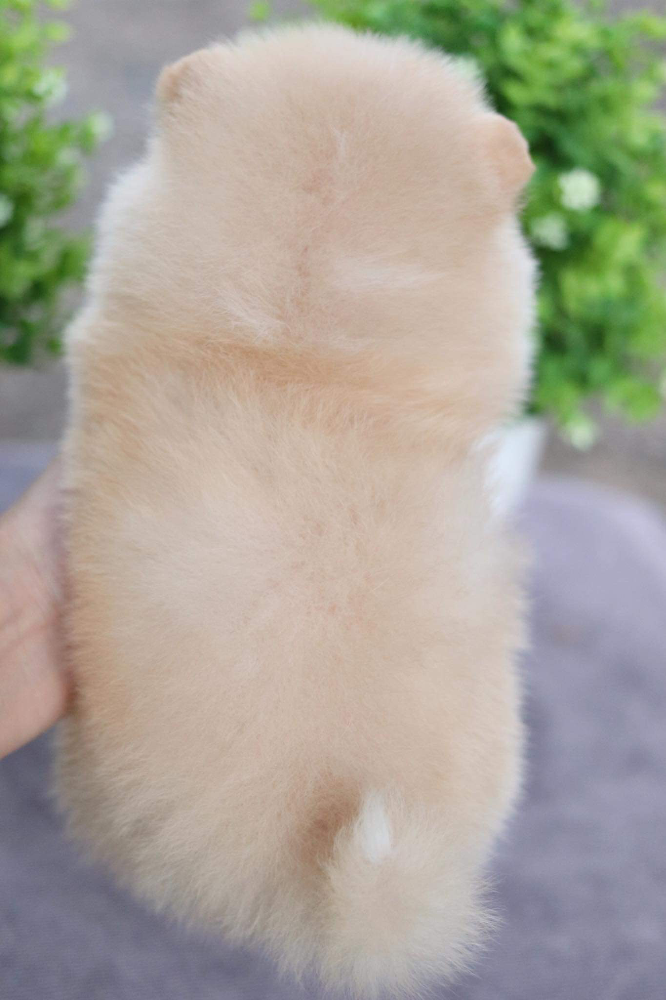 ปอมเมอเรเนียน เพศเมีย