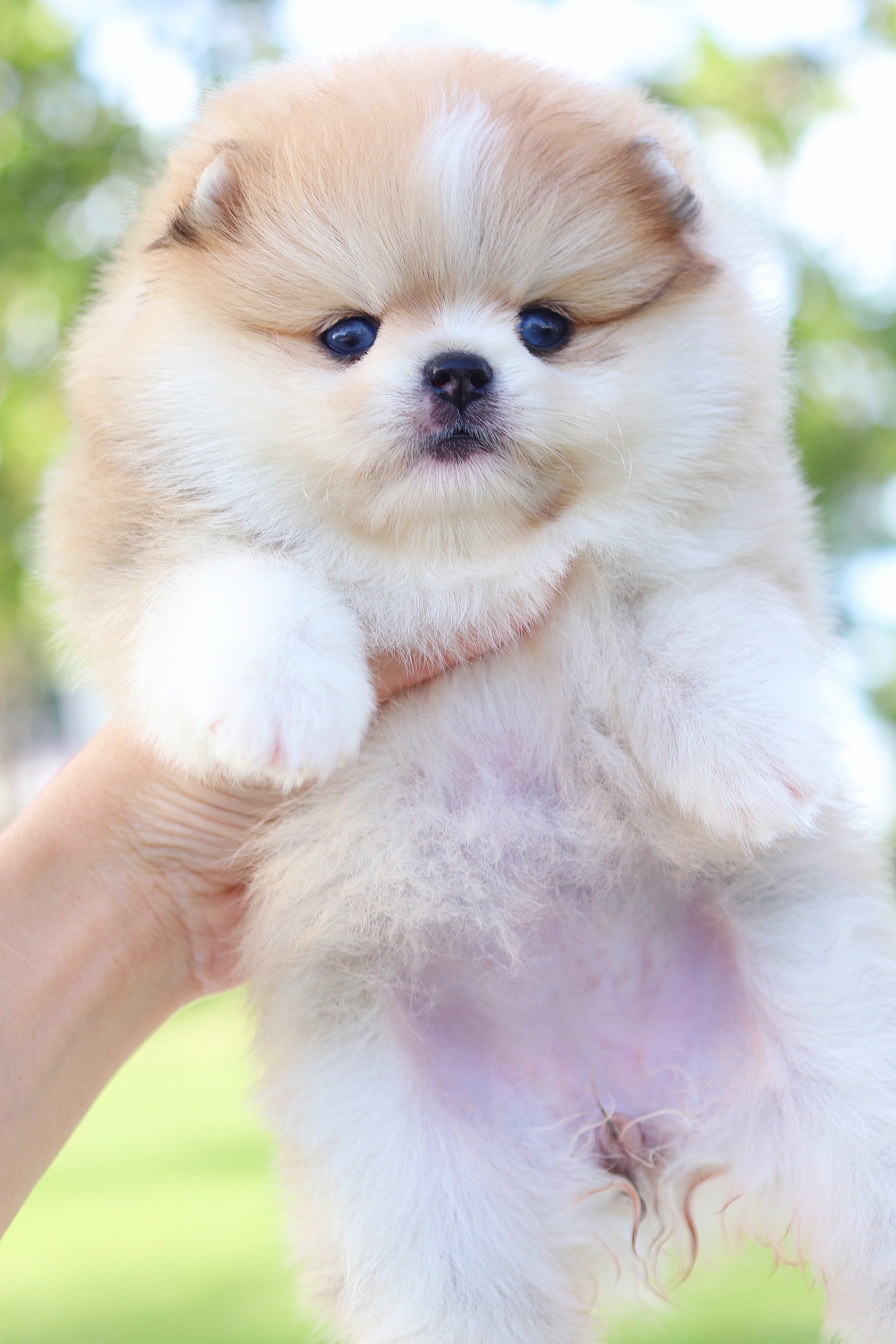 ปอมเมอเรเนียน เพศเมียสีแฟนซี เกรดโชว์ ตาฟ้าคู่