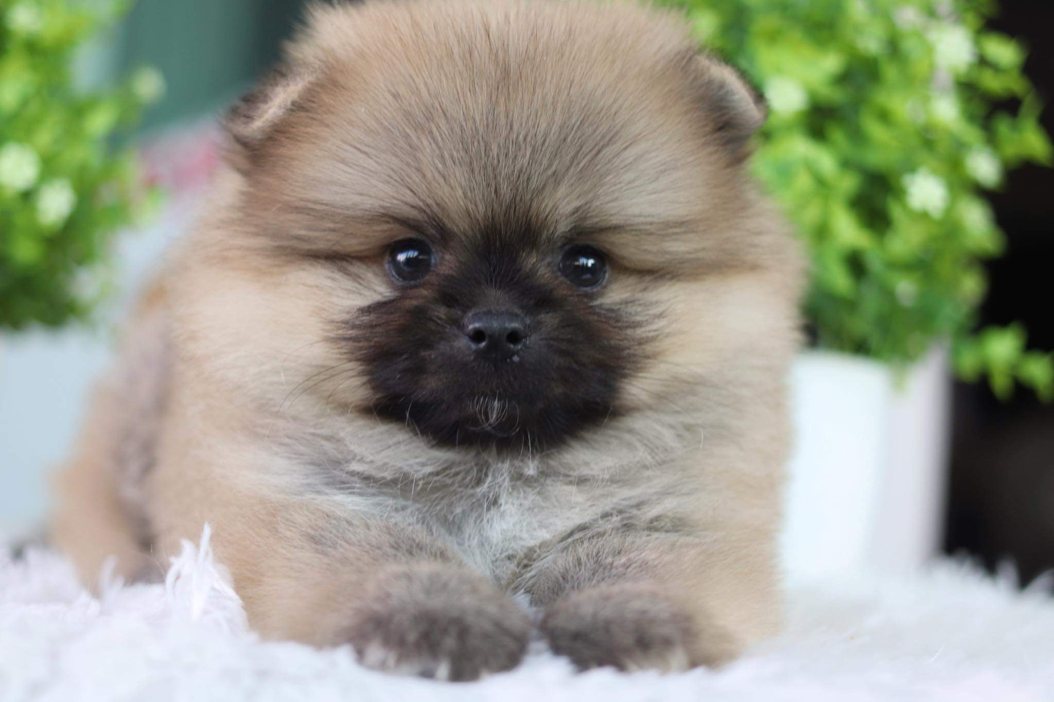 ปอมเมอเรเนียน เพศผู้