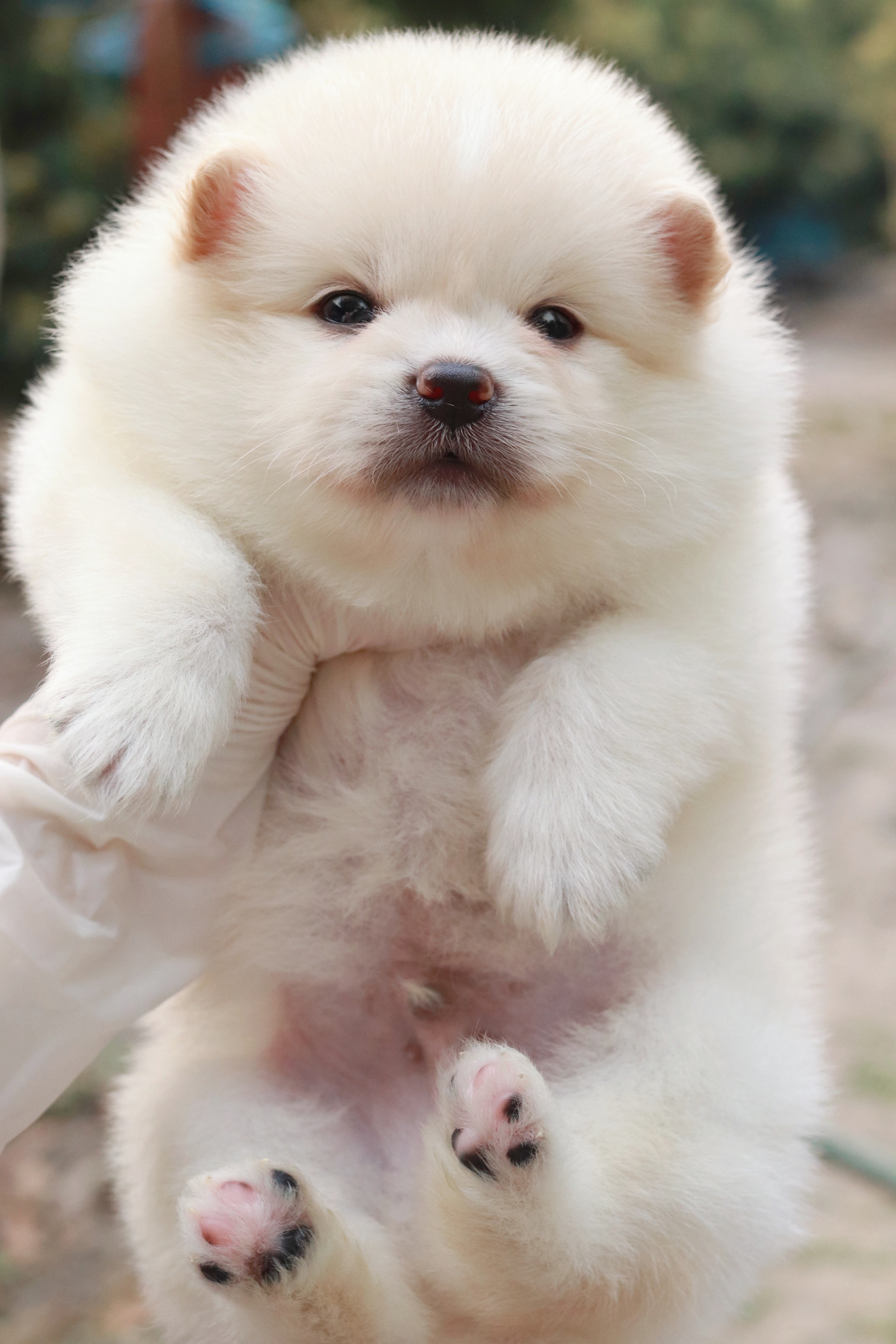 ปอมเมอเรเนียน เพศผู้ขาวครีม