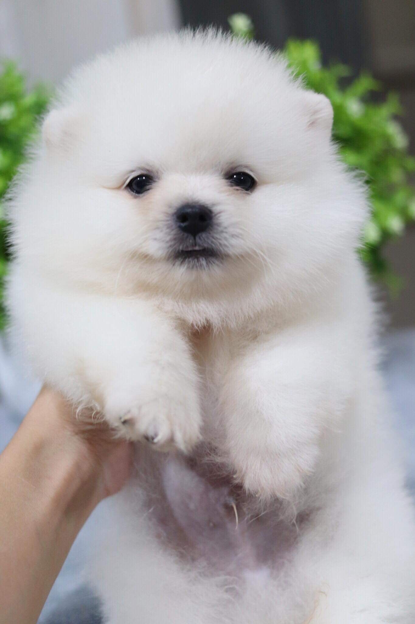 ปอมเมอเรเนียน เพศผู้