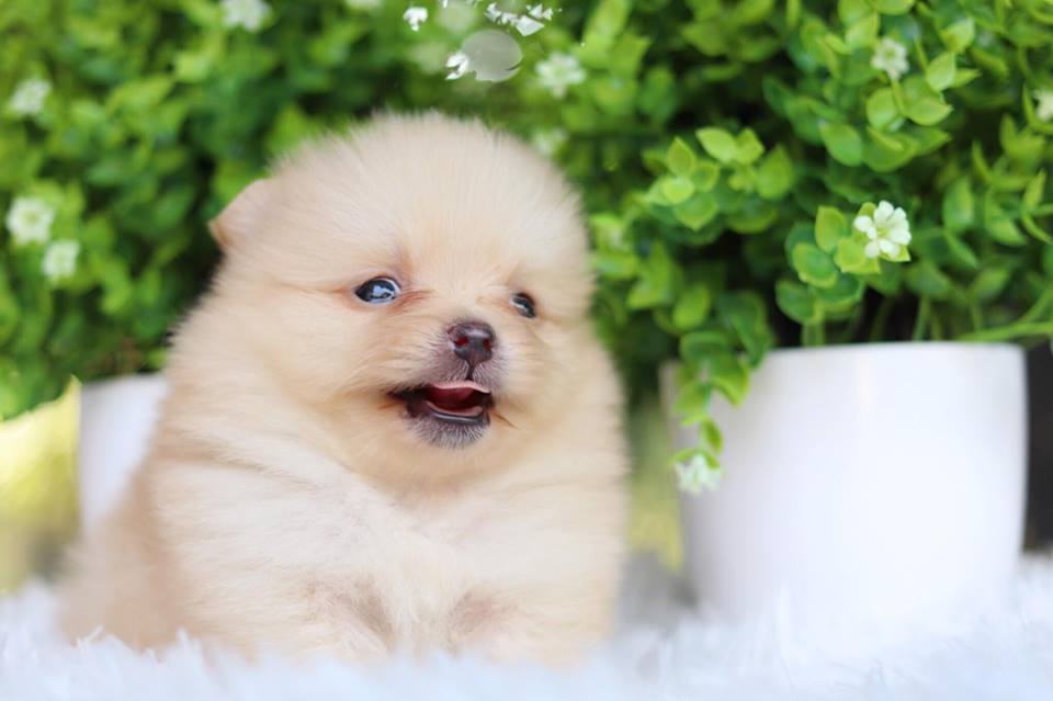 ปอมเมอเรเนียน เพศผู้