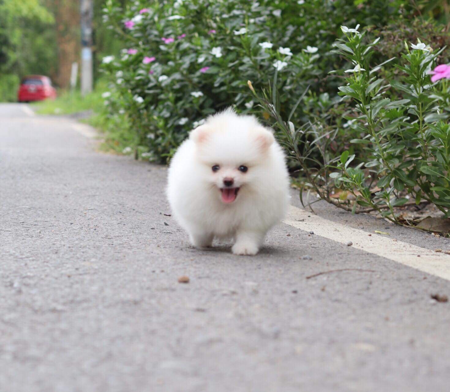 ปอมเมอเรเนียน เพศเมีย