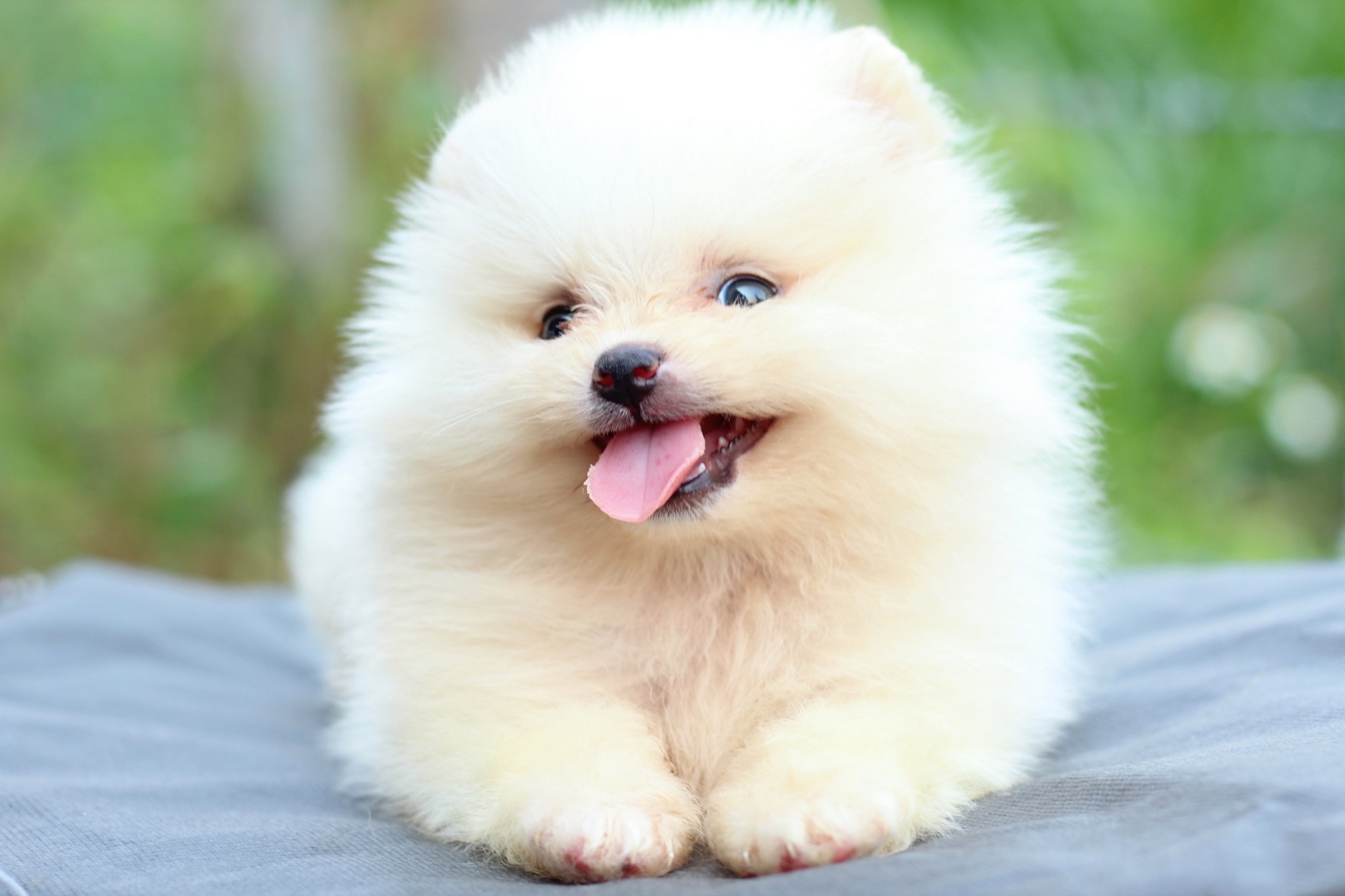 ปอมเมอเรเนียน เพศผู้สีครีม