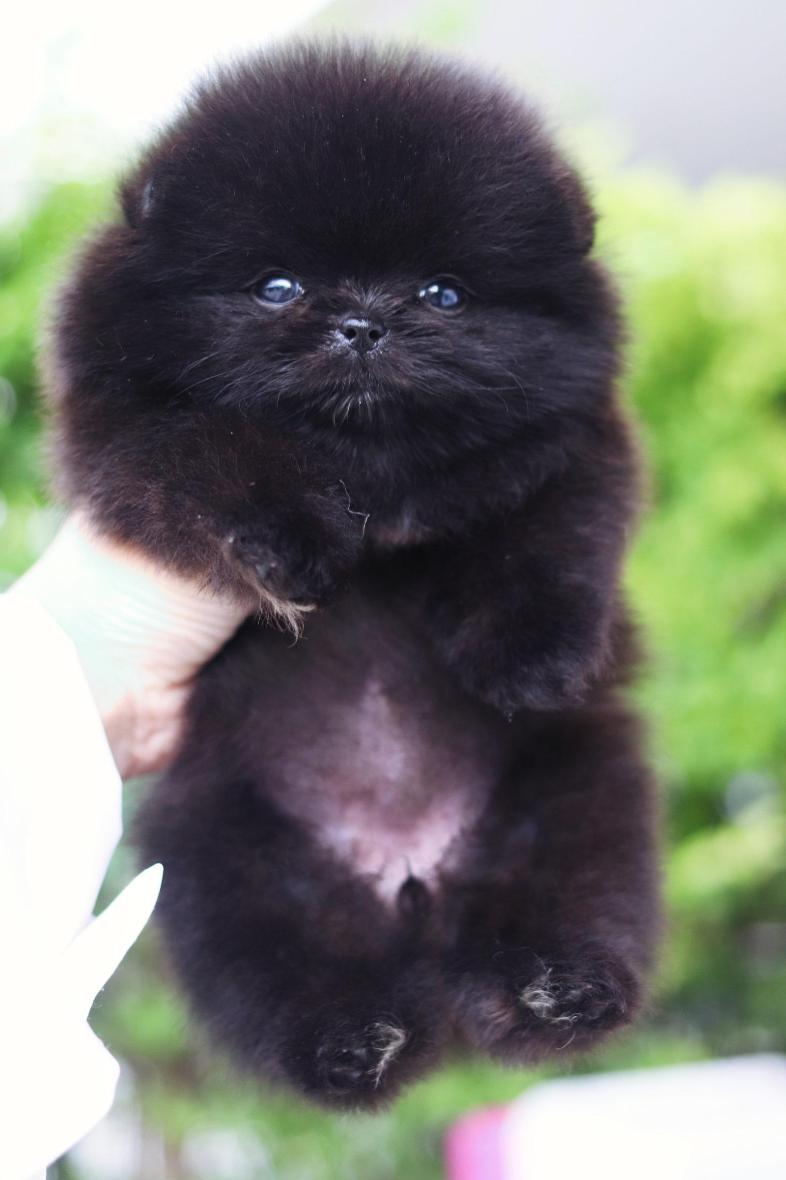 ปอมเมอเรเนียน เพศเมียสีดำ