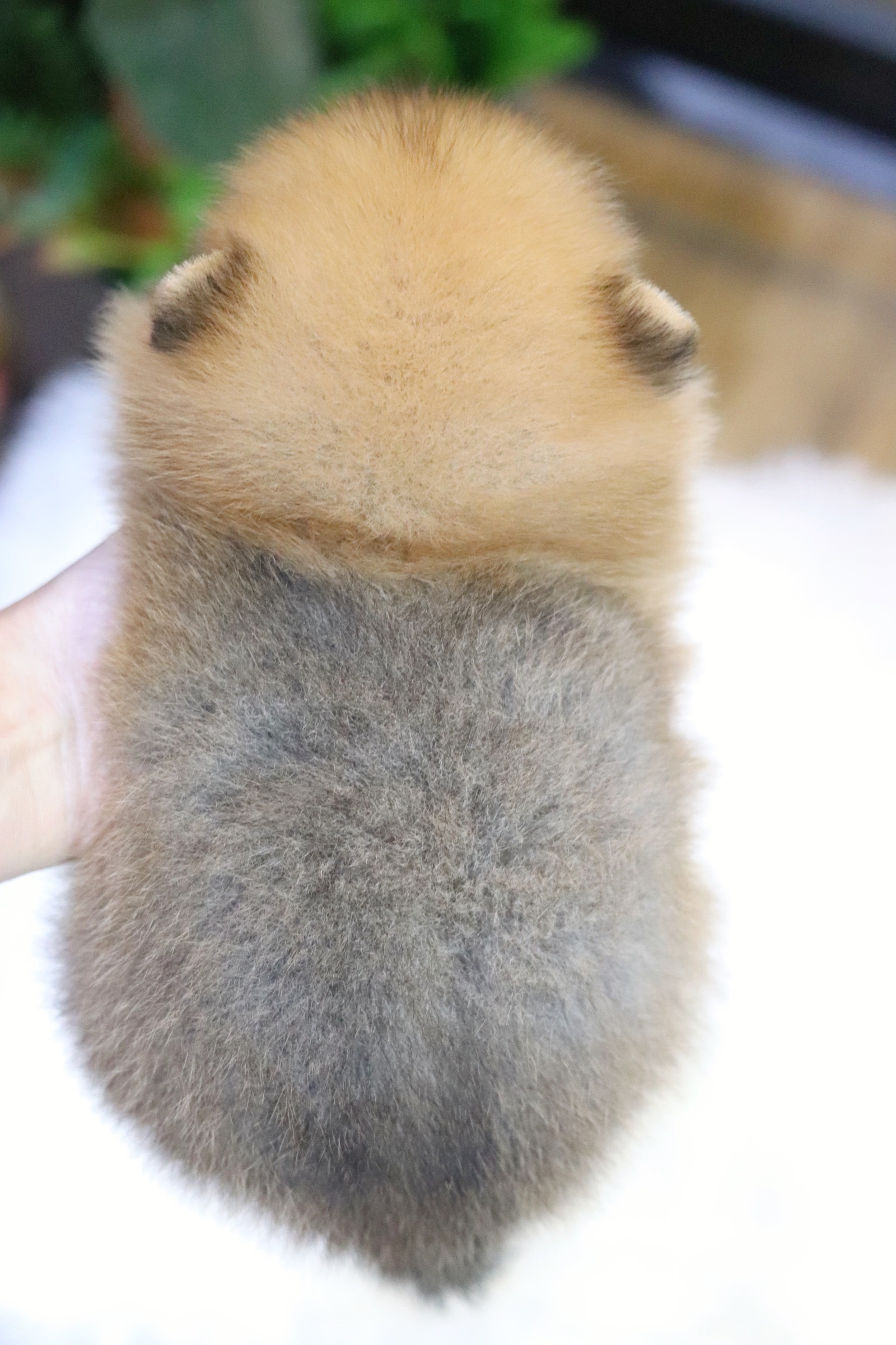 ปอมเมอเรเนียน เพศผู้ ทีคัพ สีส้ม