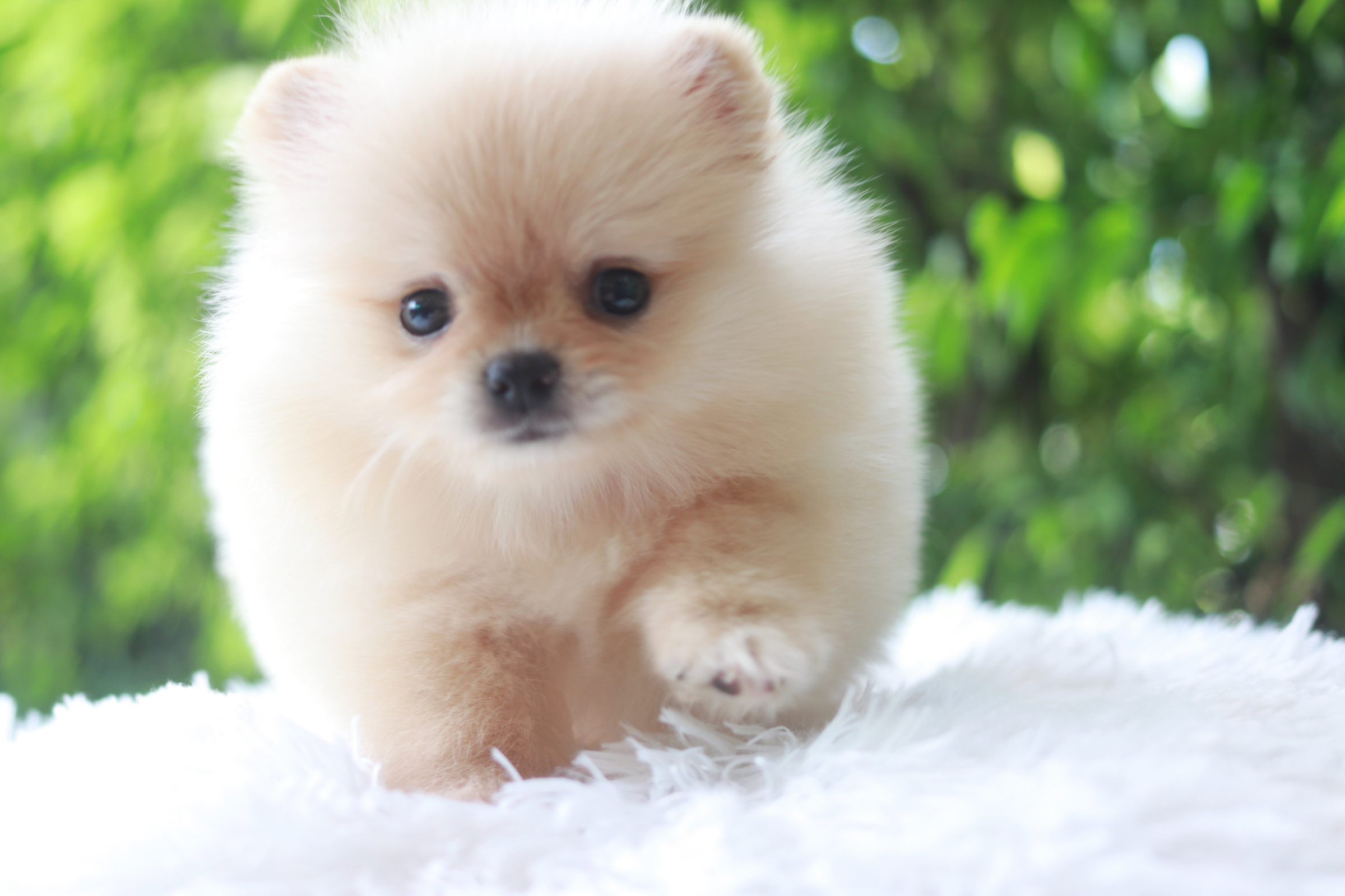 ปอมเมอเรเนียน เพศเมีย ครีม หน้าฟ็อก