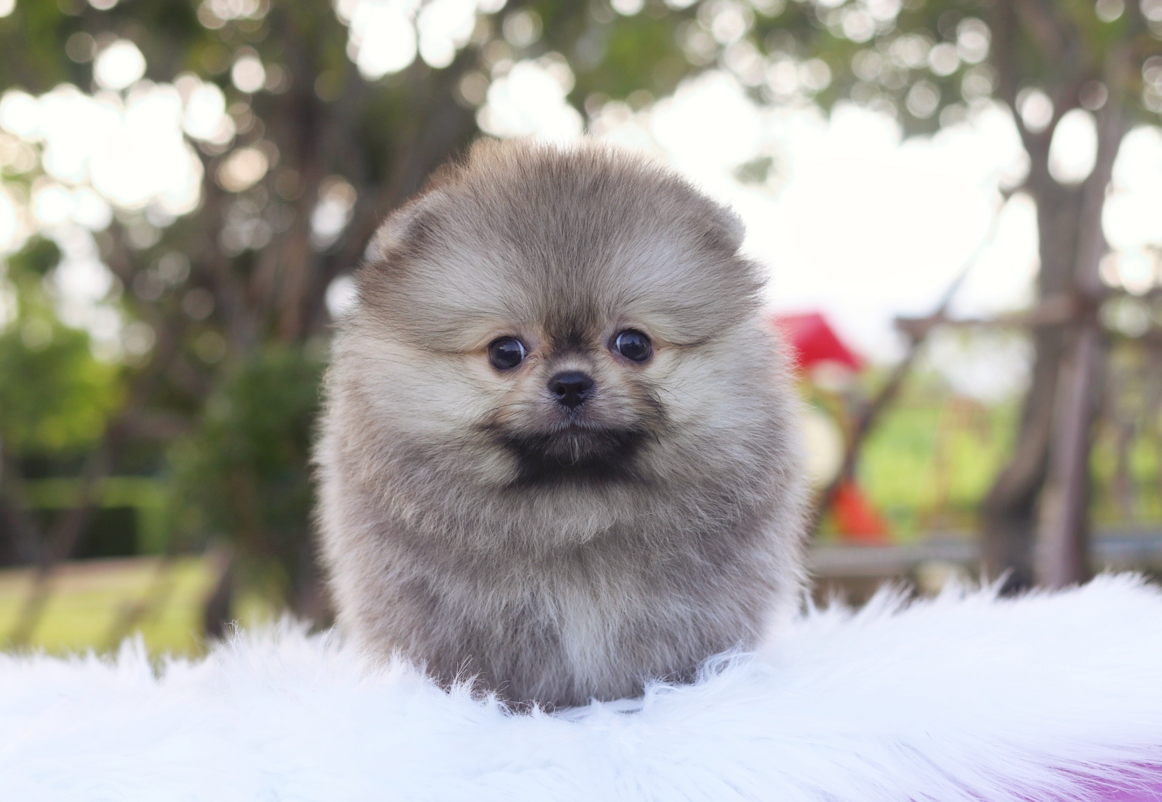 ปอมเมอเรเนียน เพศผู้สีส้มขนแน่น