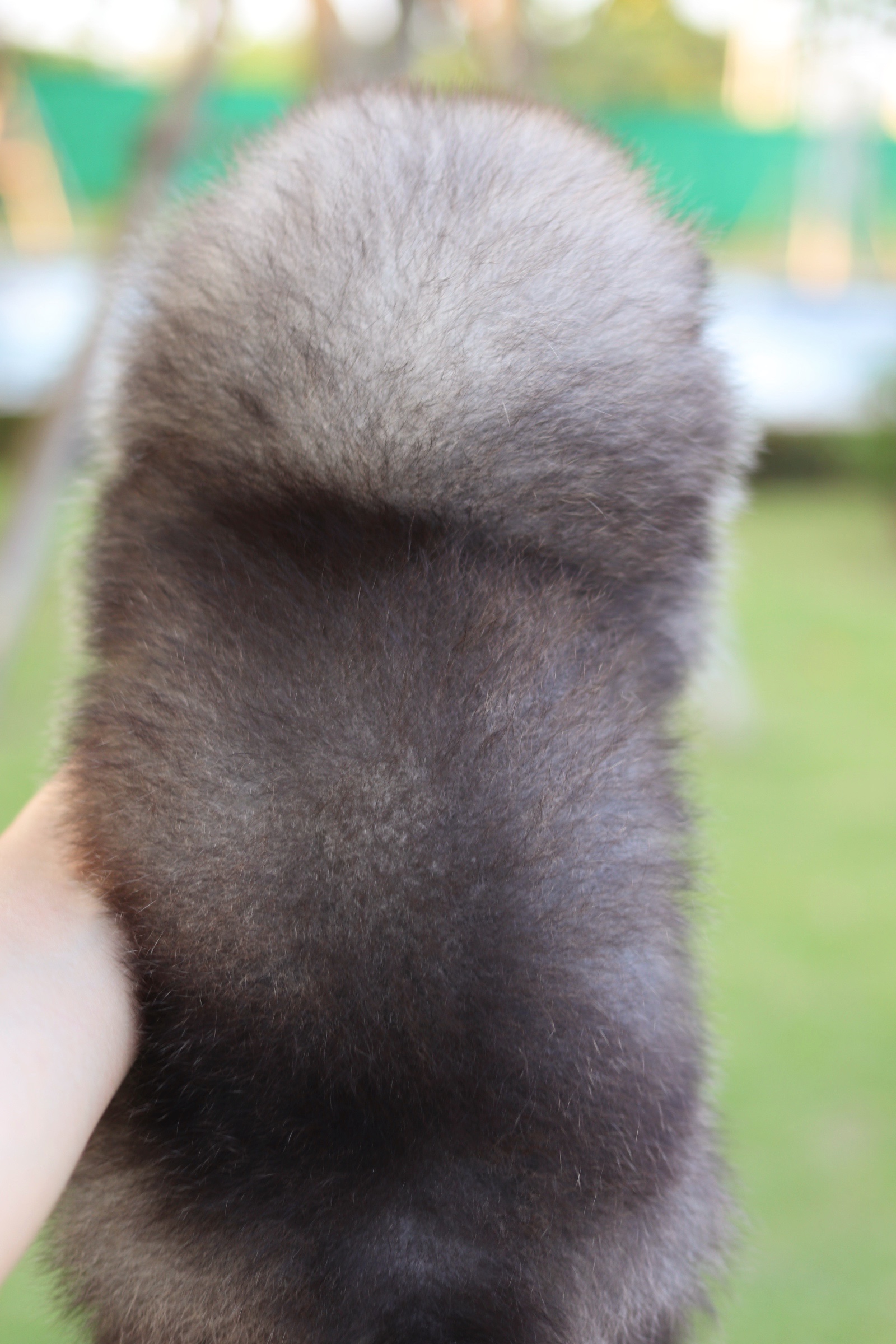 ปอมเมอเรเนียน เพศเมีย สีส้ม