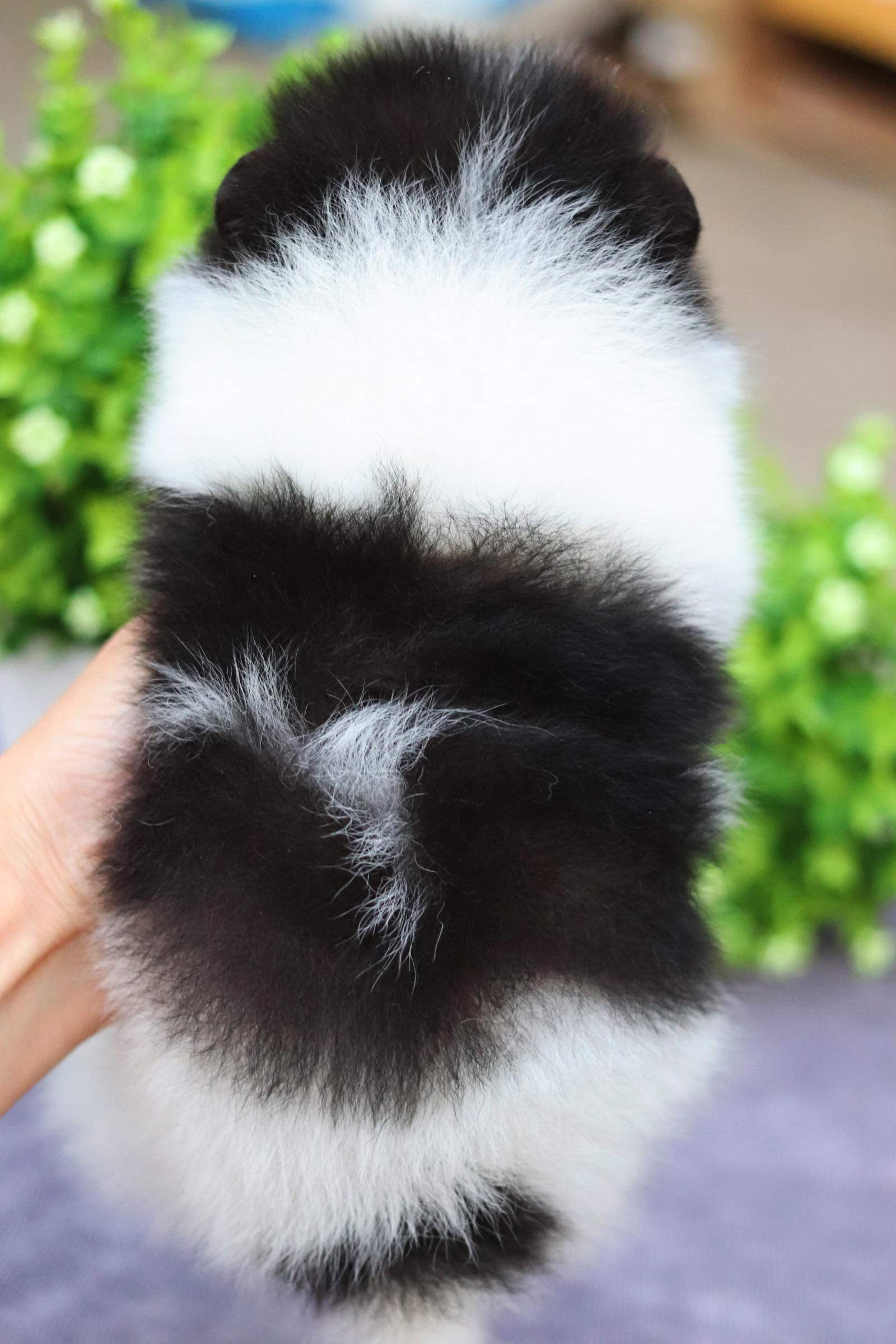 ปอมเมอเรเนียน เพศผู้