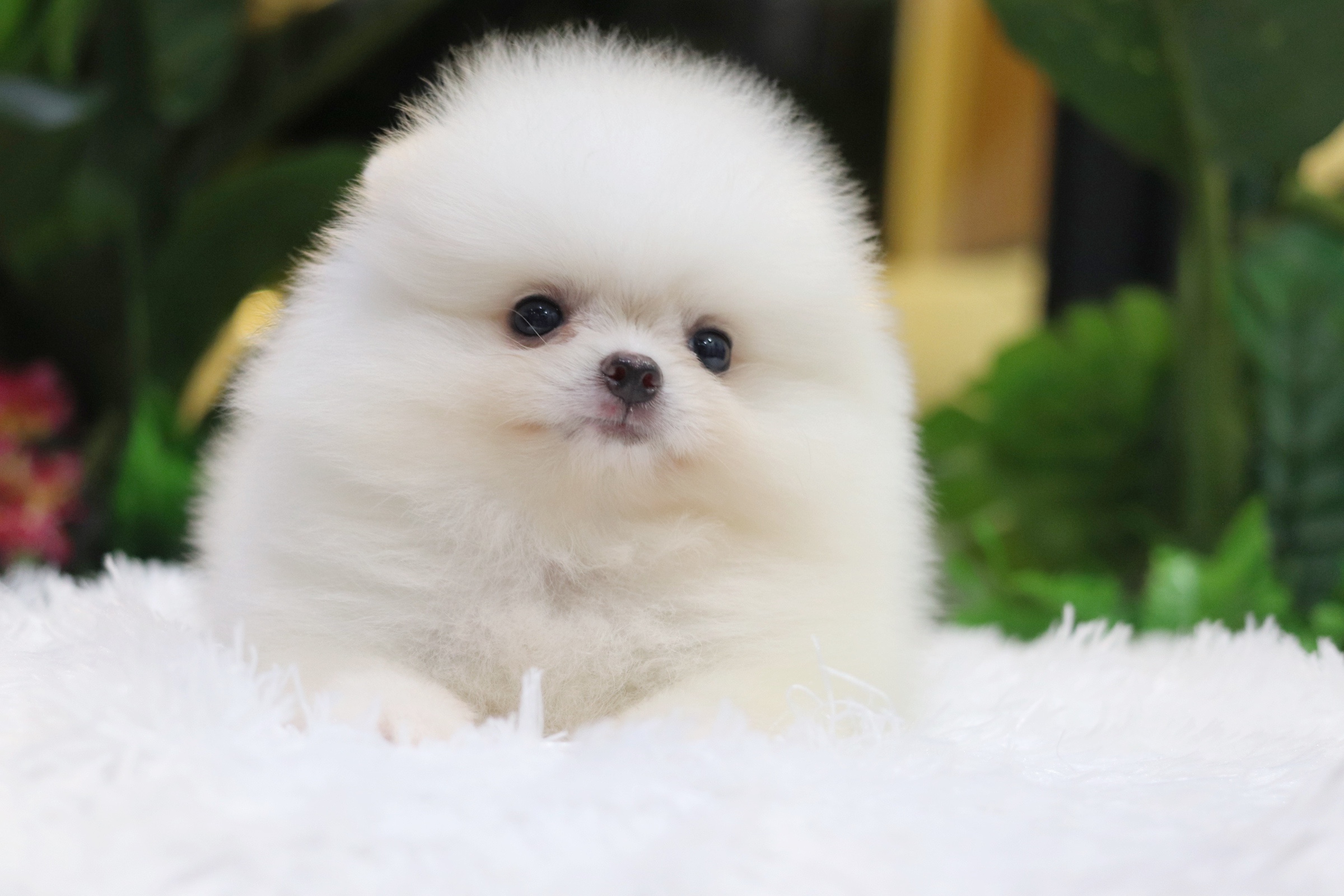 ปอมเมอเรเนียน เพศผู้ สีขาว