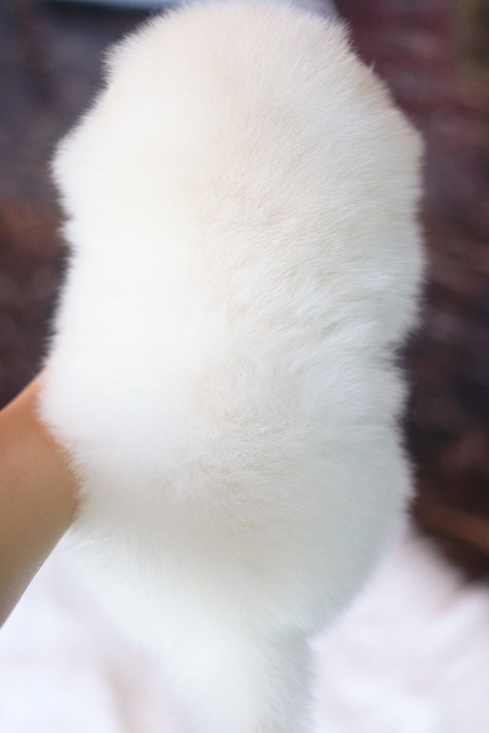 ปอมเมอเรเนียน เพศผู้ สีขาวครีม เกรดโชว์