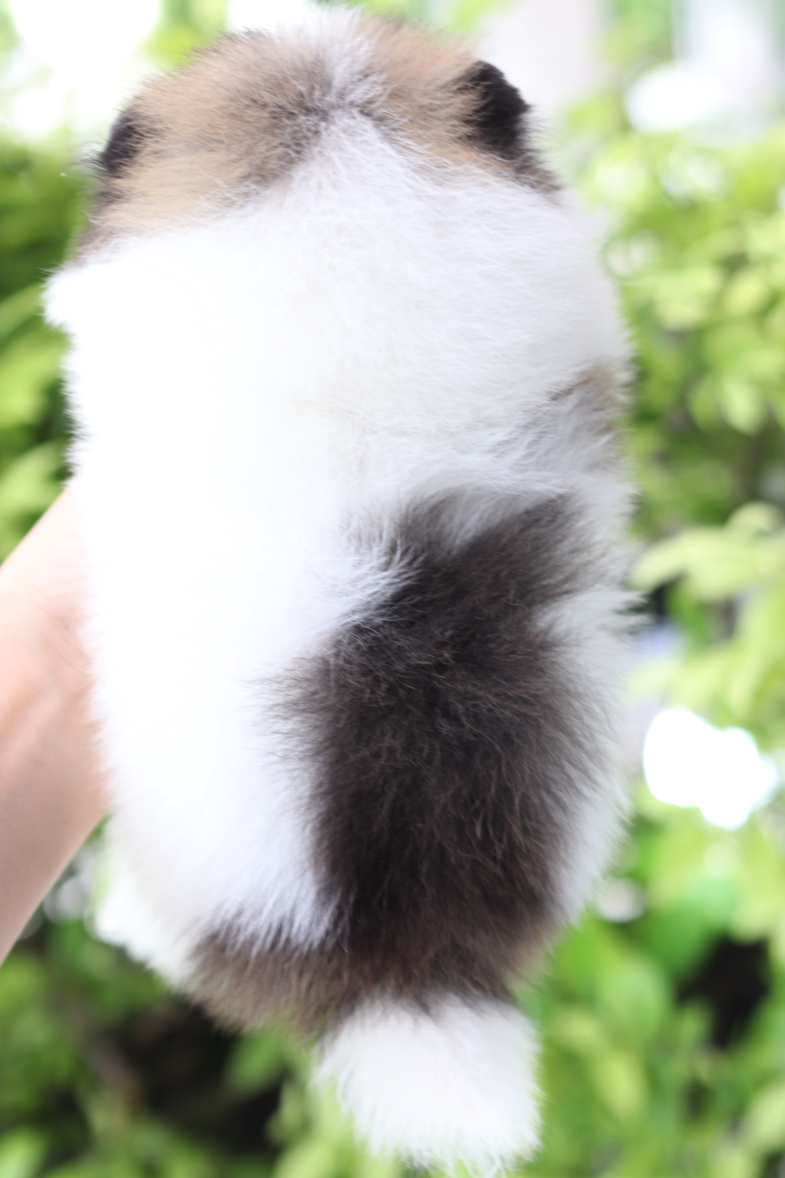 ปอมเมอเรเนียน เพศเมียสีแฟนซี เกรดโชว์