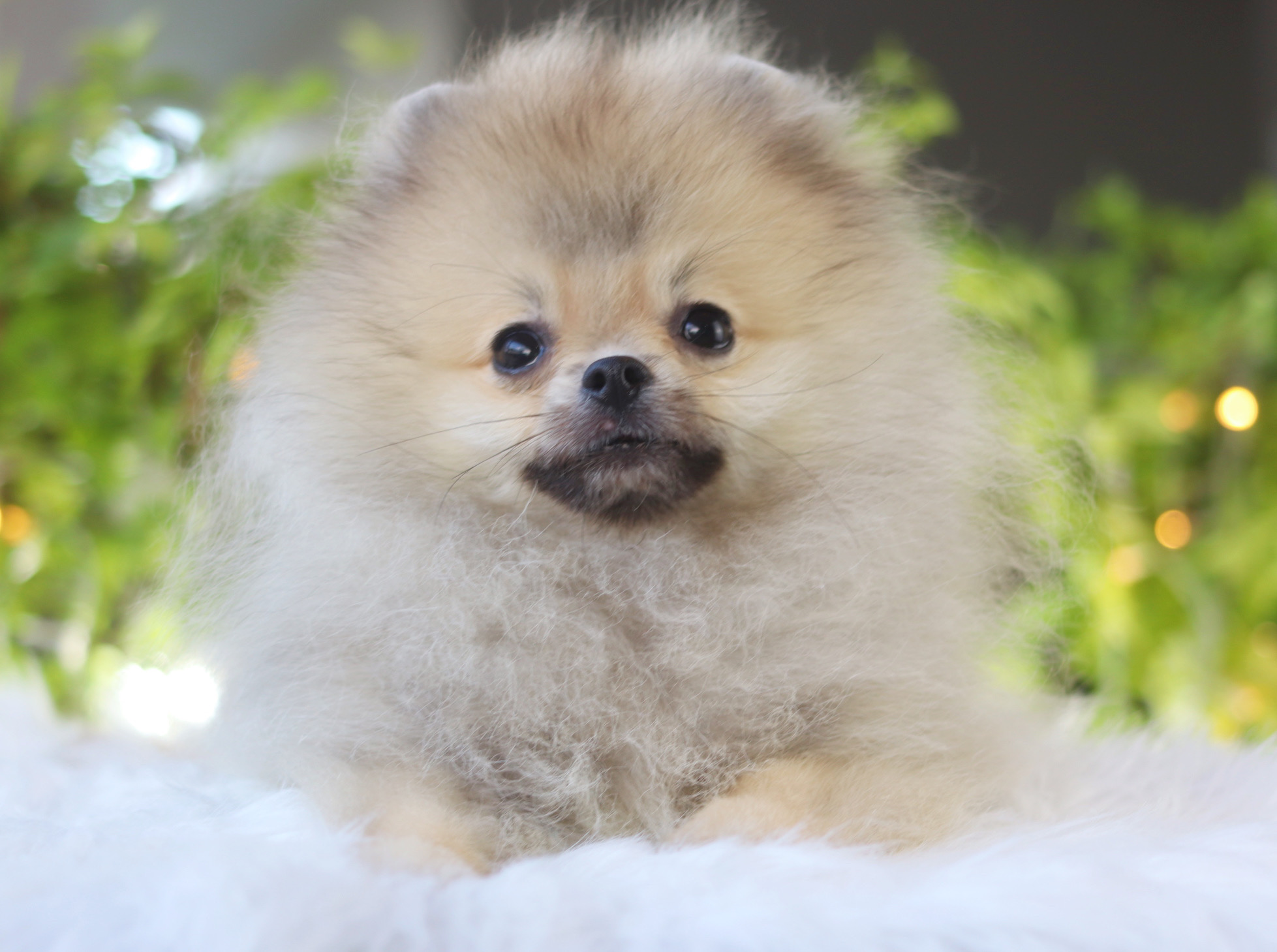 ปอมเมอเรเนียน เพศผู้สีส้ม