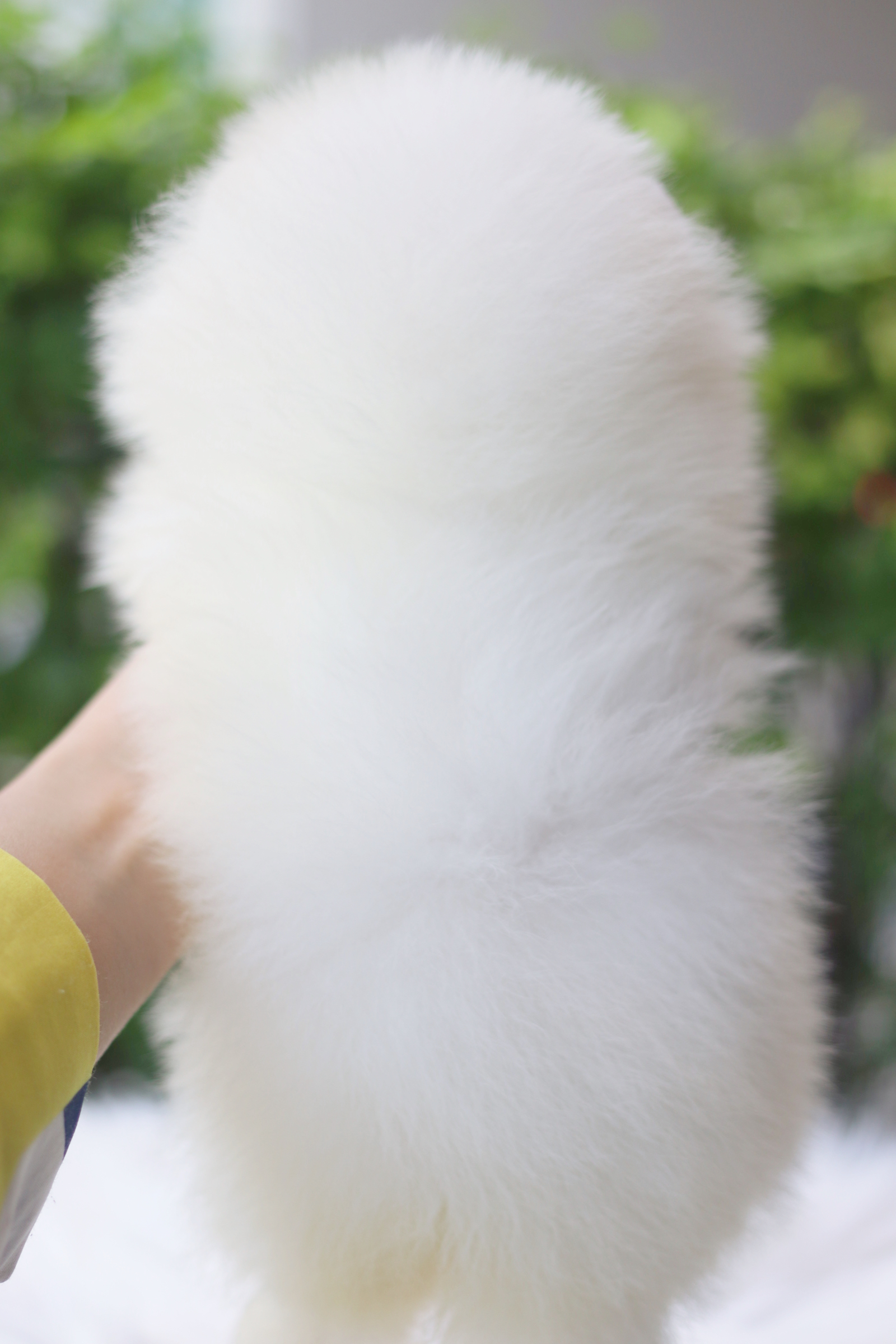 ปอมเมอเรเนียน เพศเมียสีขาวครีม เกรดโชว์ ไซส์เล็ก