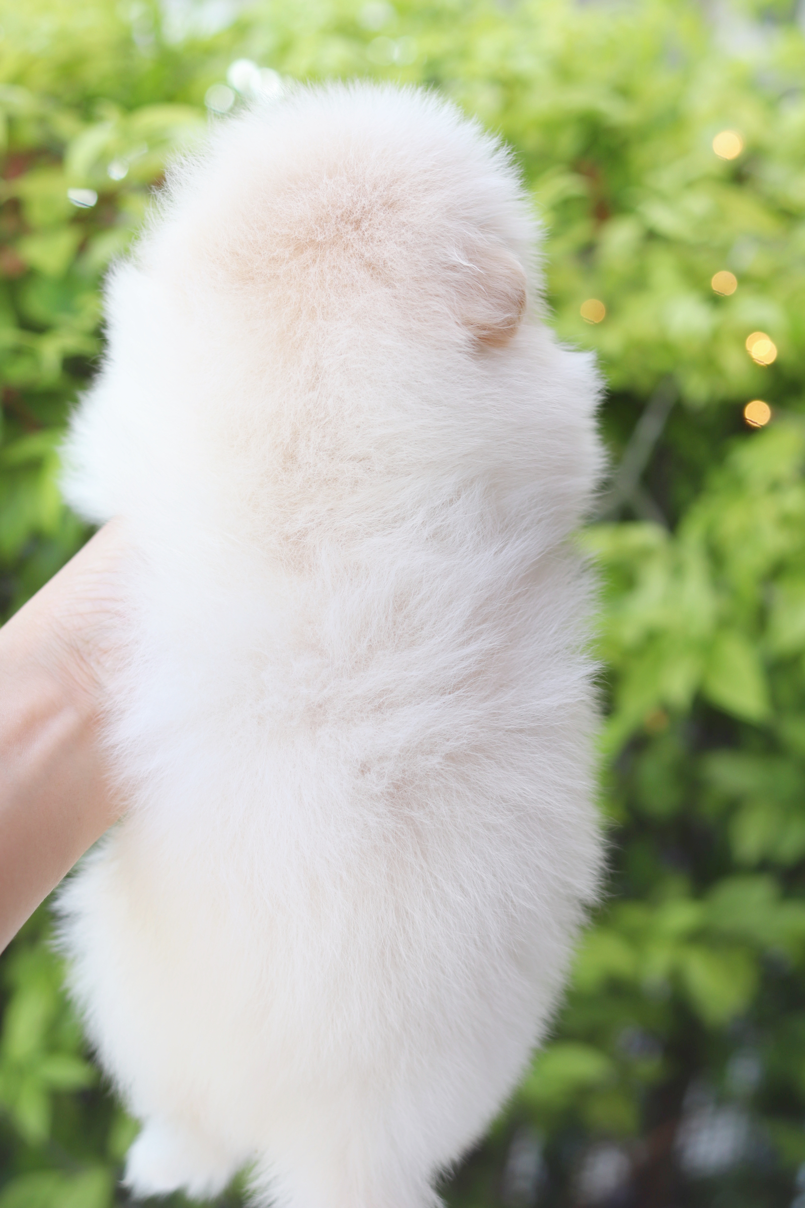 ปอมเมอเรเนียน เพศผู้ สีครีม