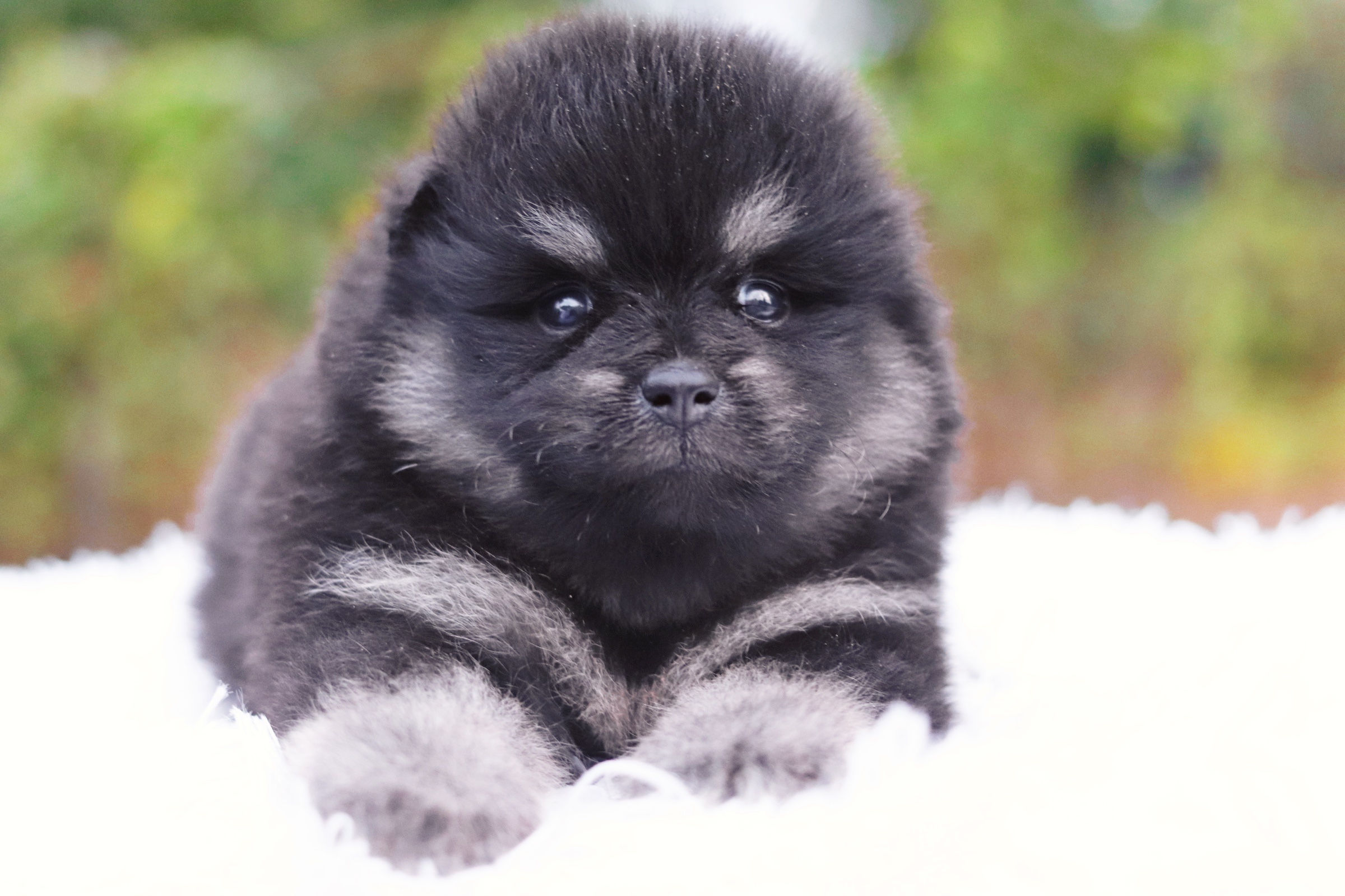 ปอมเมอเรเนียน เพศผู้สีแบล็คแทน