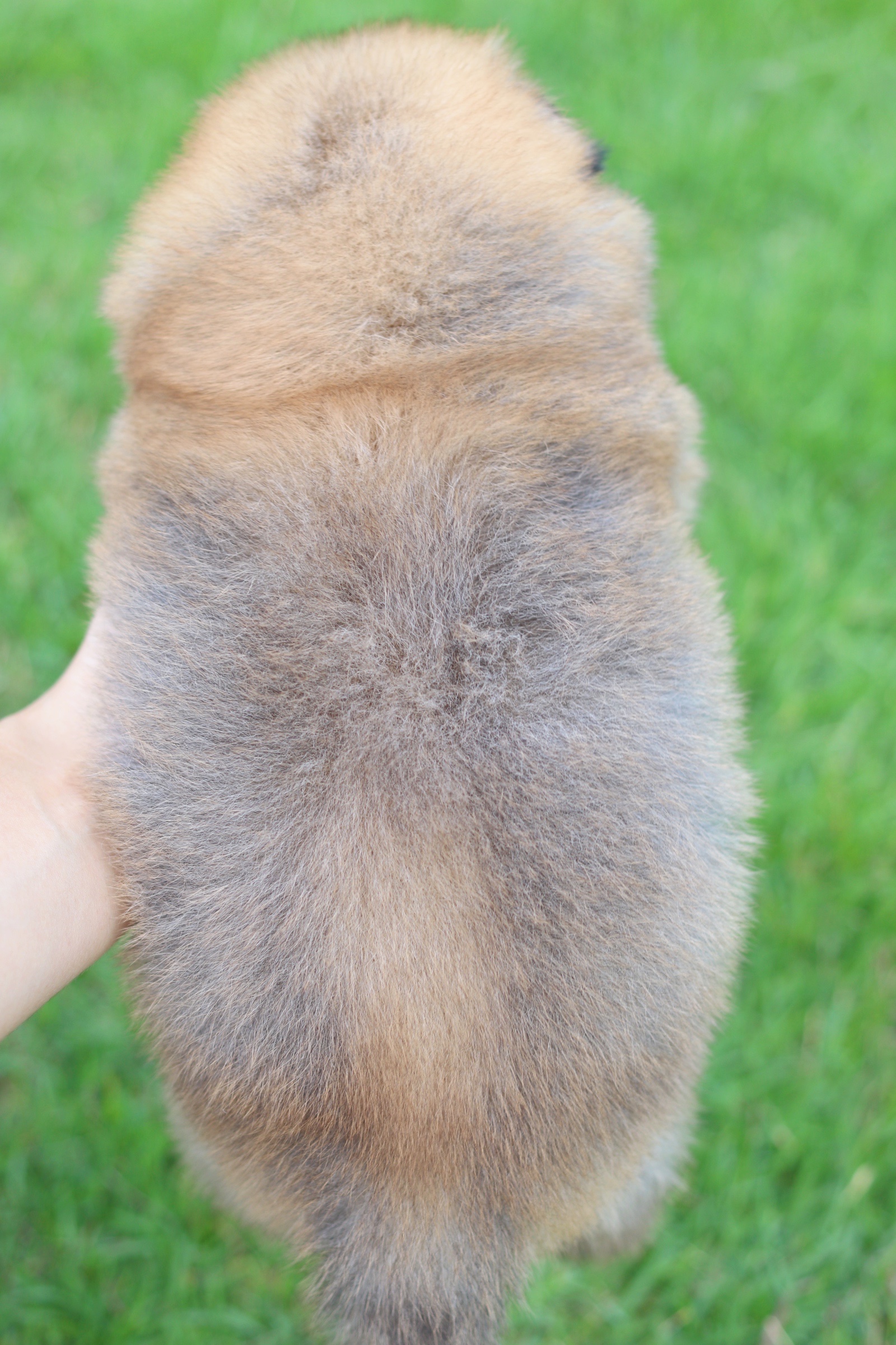 ปอมเมอเรเนียน เพศผู้สีส้ม