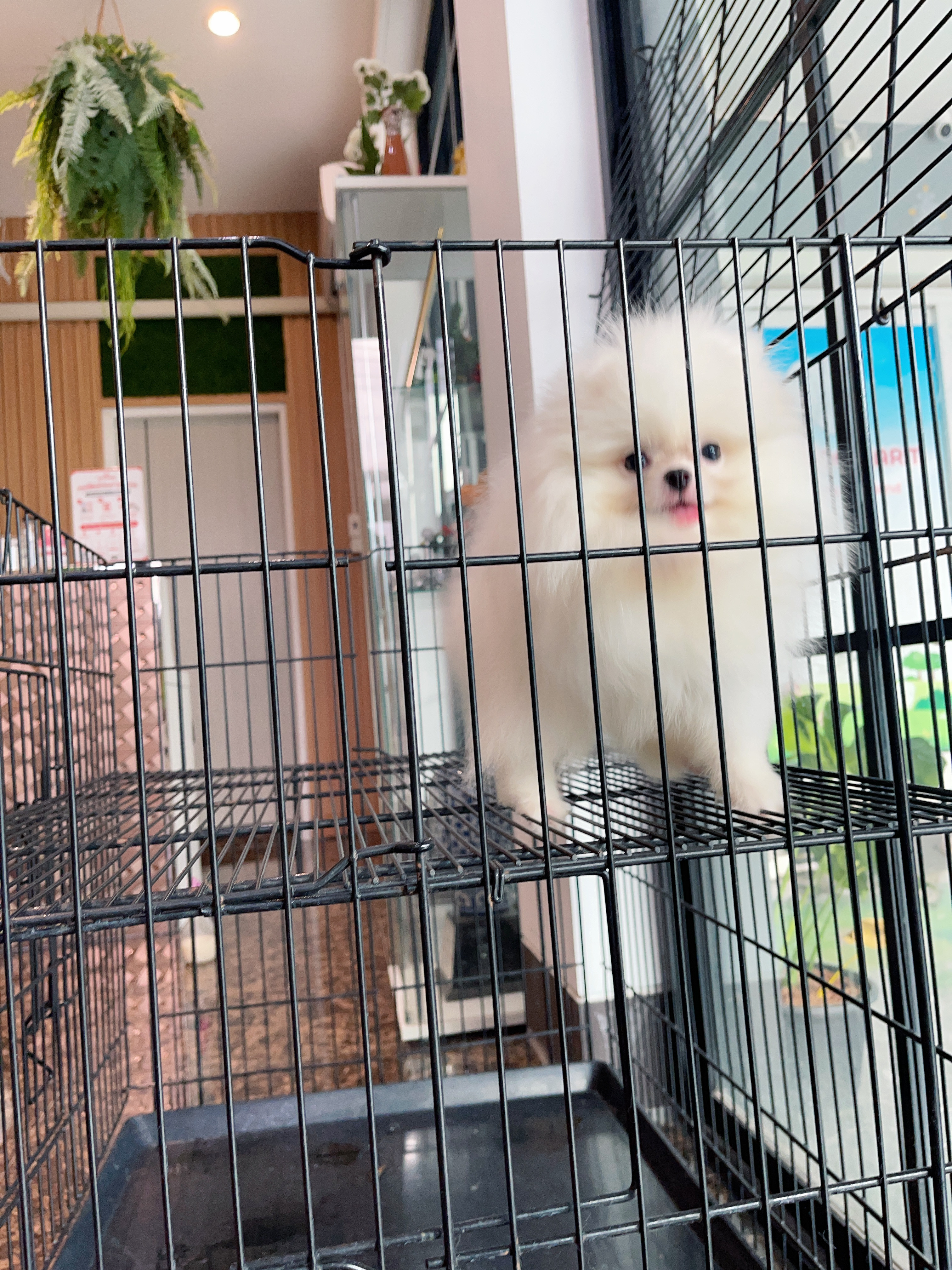 ปอมเมอเรเนียน เพศผู้สีขาวครีมเกรดโชว์