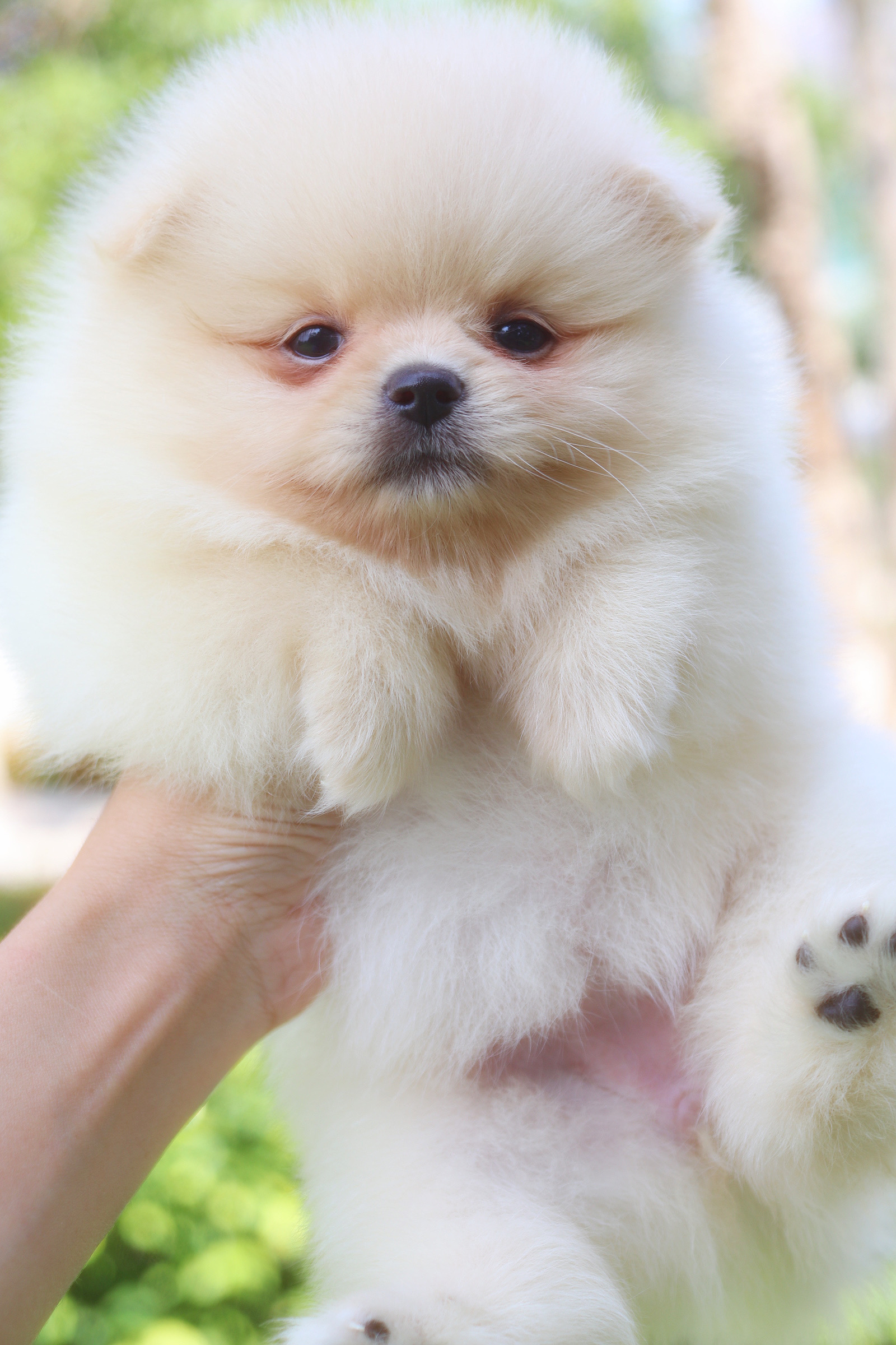 ปอมเมอเรเนียน เพศเมียสีครีม