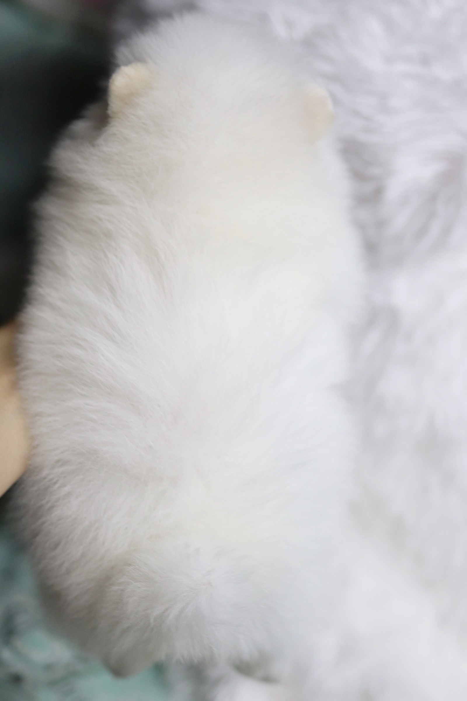 ปอมเมอเรเนียน เพศเมียขาวครีม