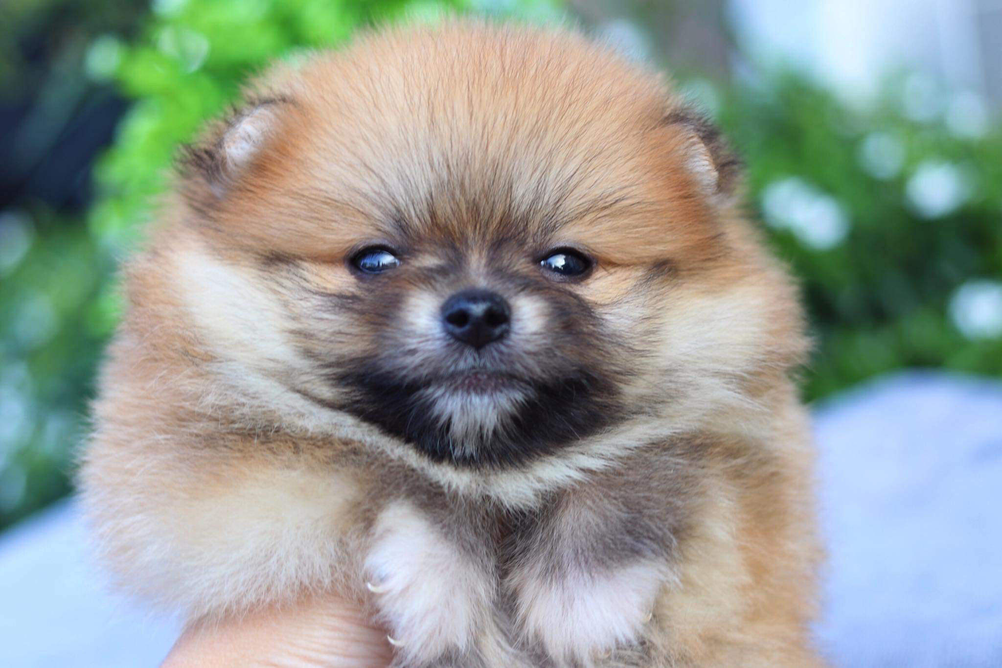 ปอมเมอเรเนียน เพศผู้