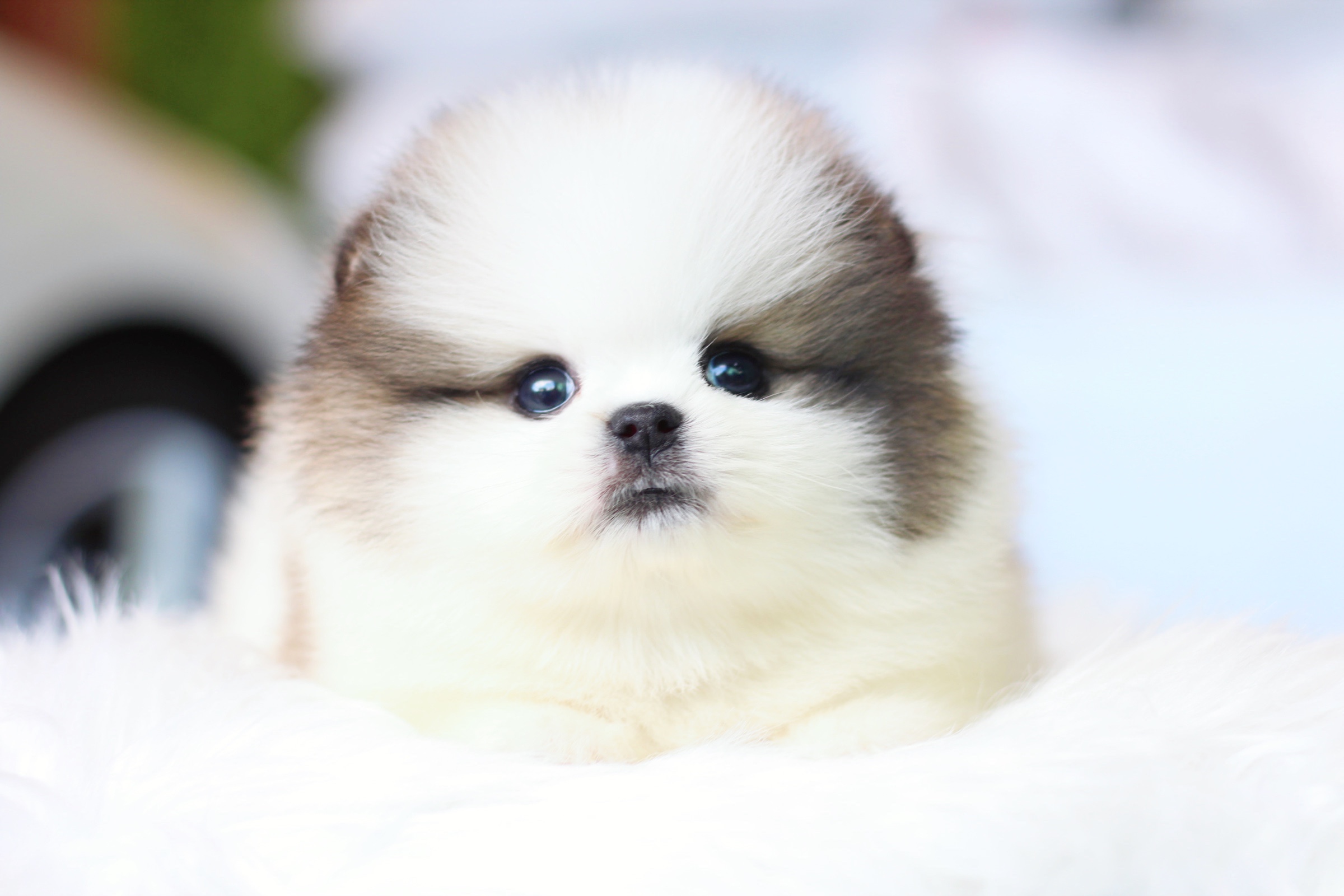 ปอมเมอเรเนียน เพศผู้ สีแฟนซี