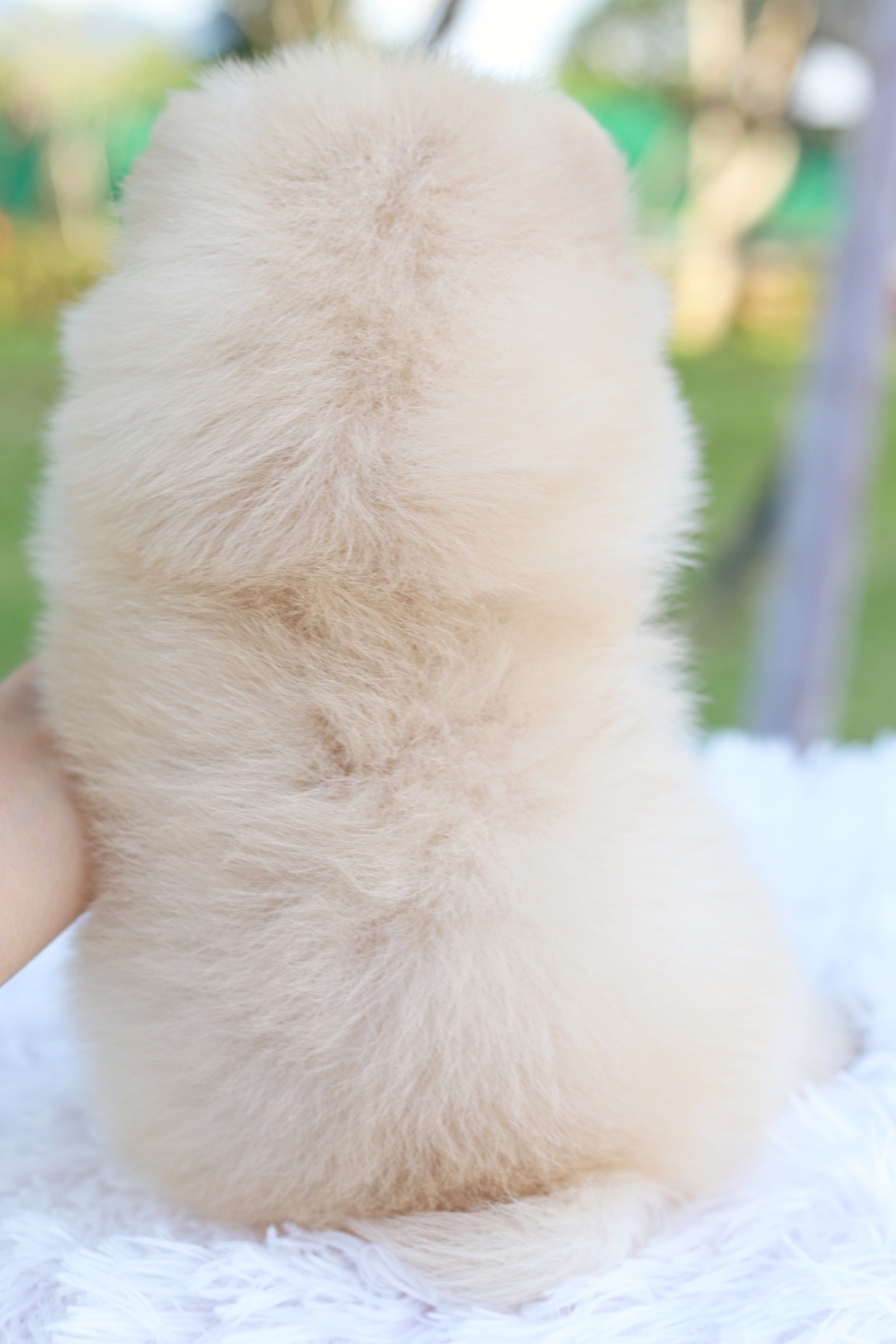 ปอมเมอเรเนียน เพศเมีย สีครีม