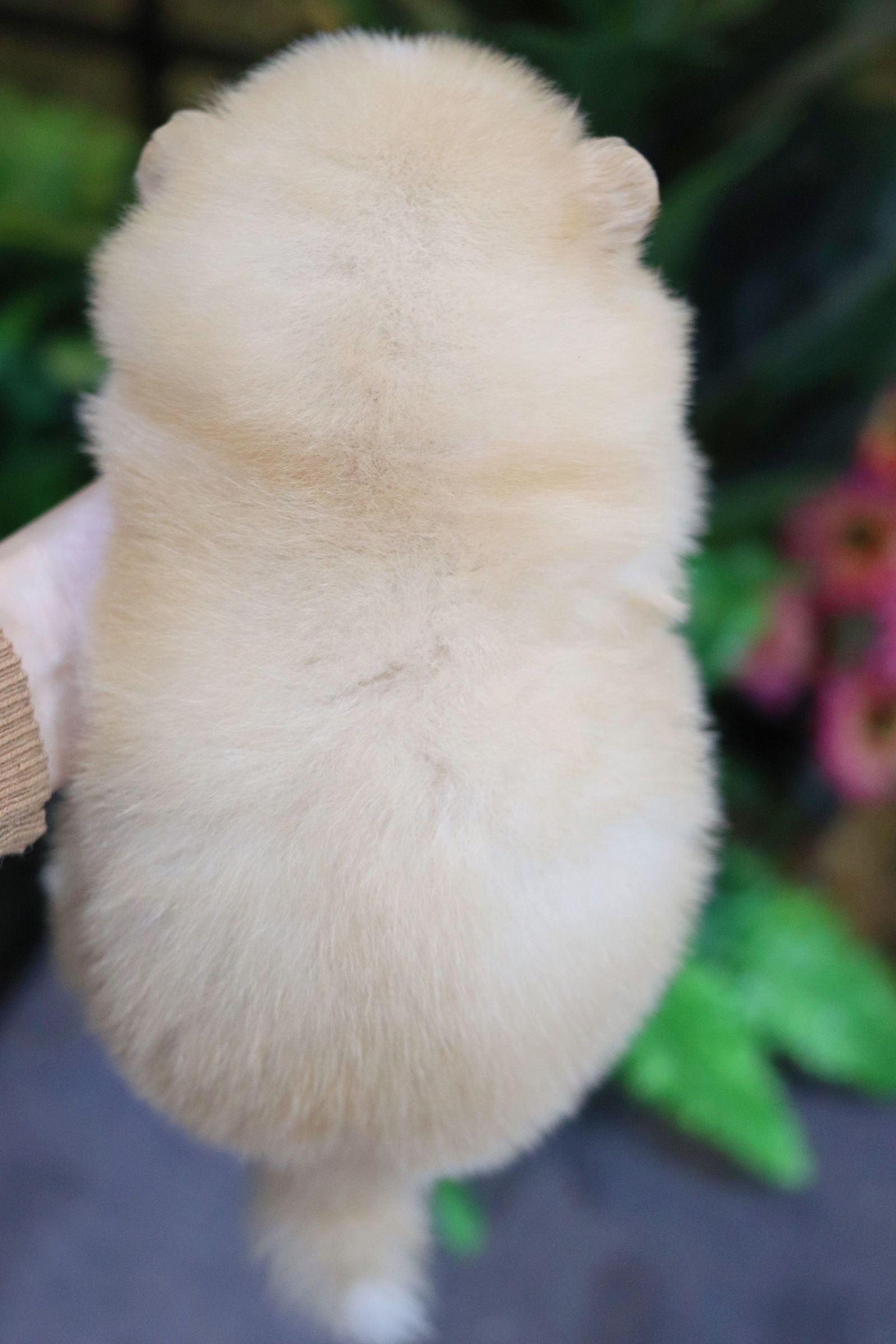 ปอมเมอเรเนียน เพศเมียสีครีม