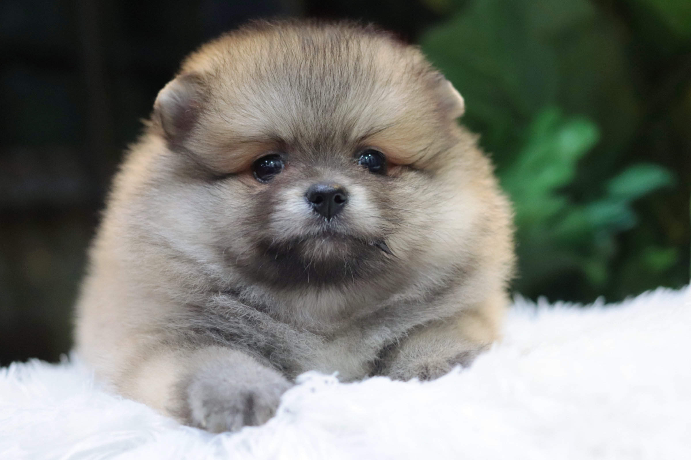 ปอมเมอเรเนียน เพศผู้ สีส้ม