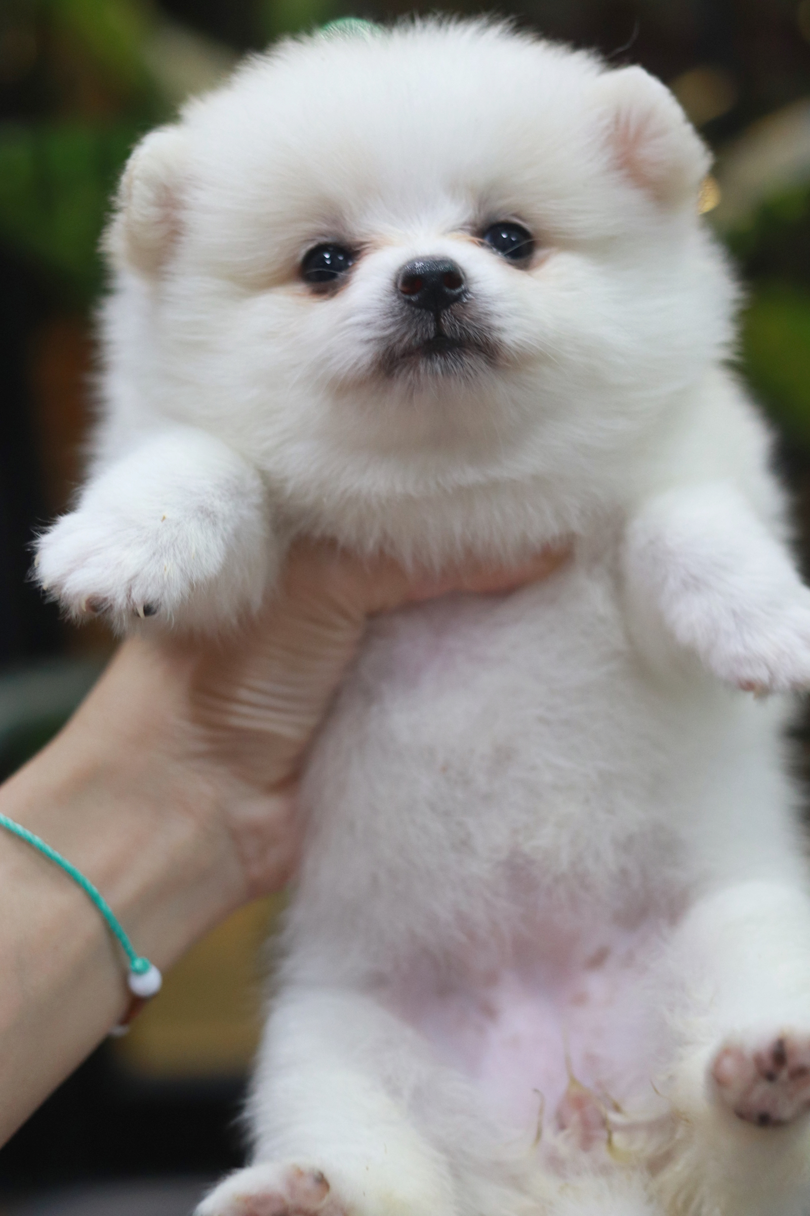 ปอมเมอเรเนียน เพศเมีย