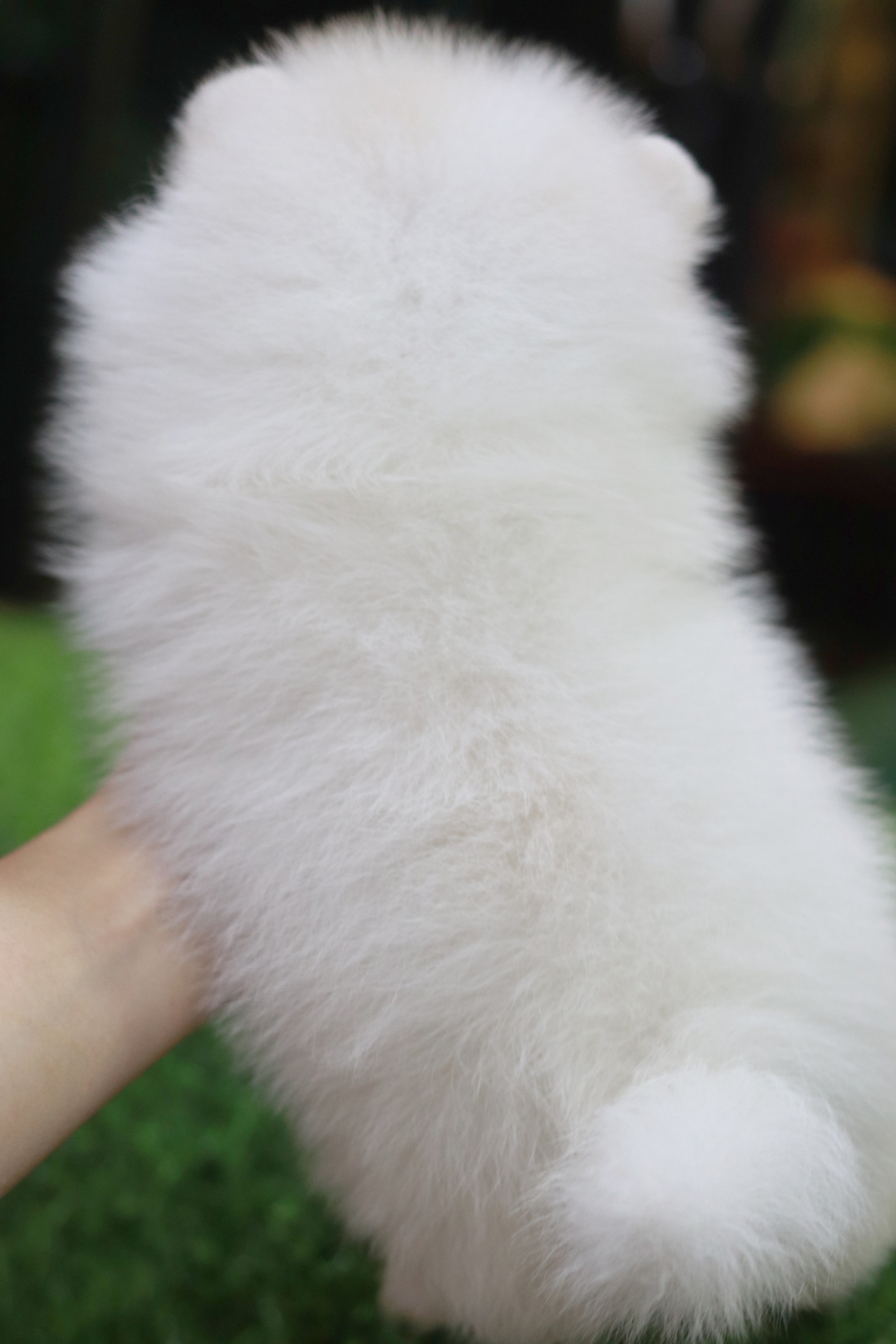 ปอมเมอเรเนียน เพศเมียสีขาวครีม