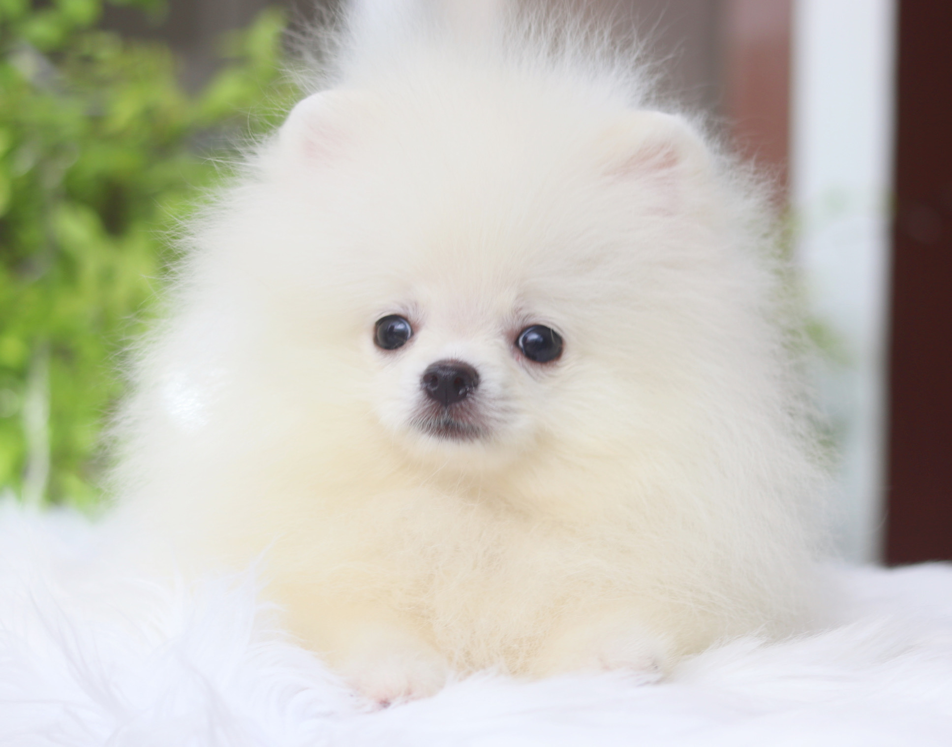 ปอมเมอเรเนียน เพศผู้สีขาวครีม